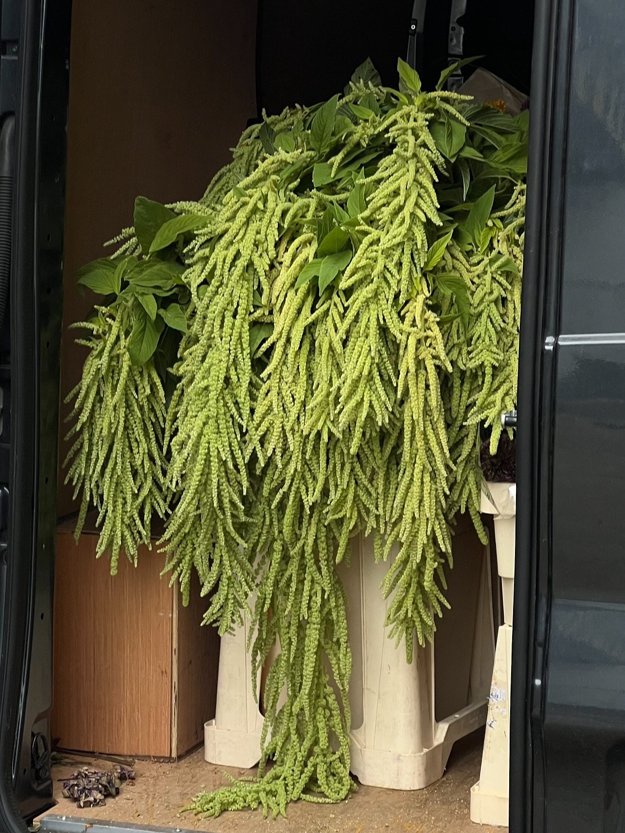 For Kumbi @themainemayfair late August 🧚🏻🧚🏻🤍