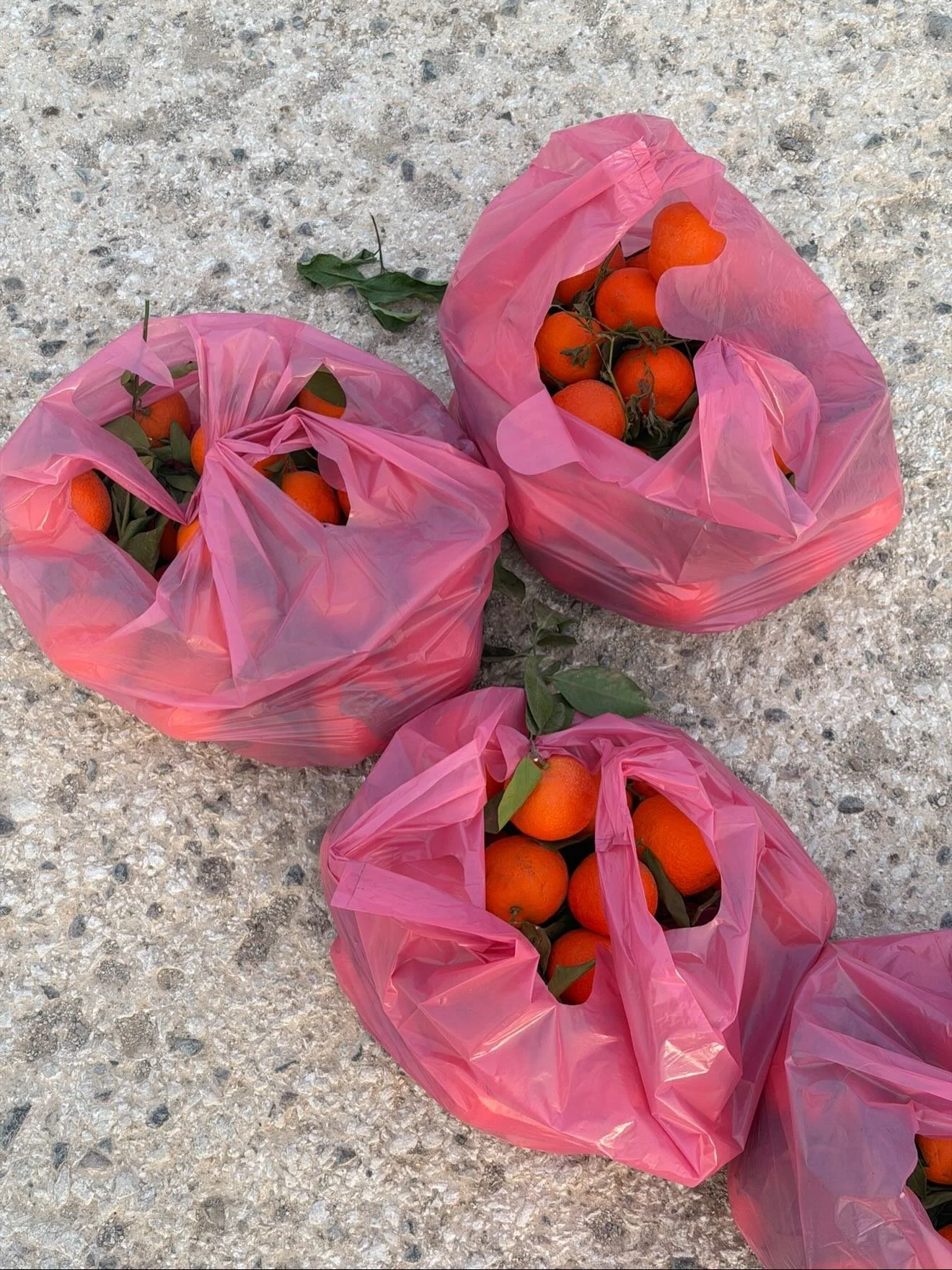 Sweet moments from tagazhout 🤍🤍🏹🇲🇦🇲🇦🇲🇦

THE floofiest ginestra trees, roadside limonium &amp; desert hyacinths!!!!! You already kno I was losing my mind. B2b teas and time off our phones.Grateful for these precious moments in such horrific t