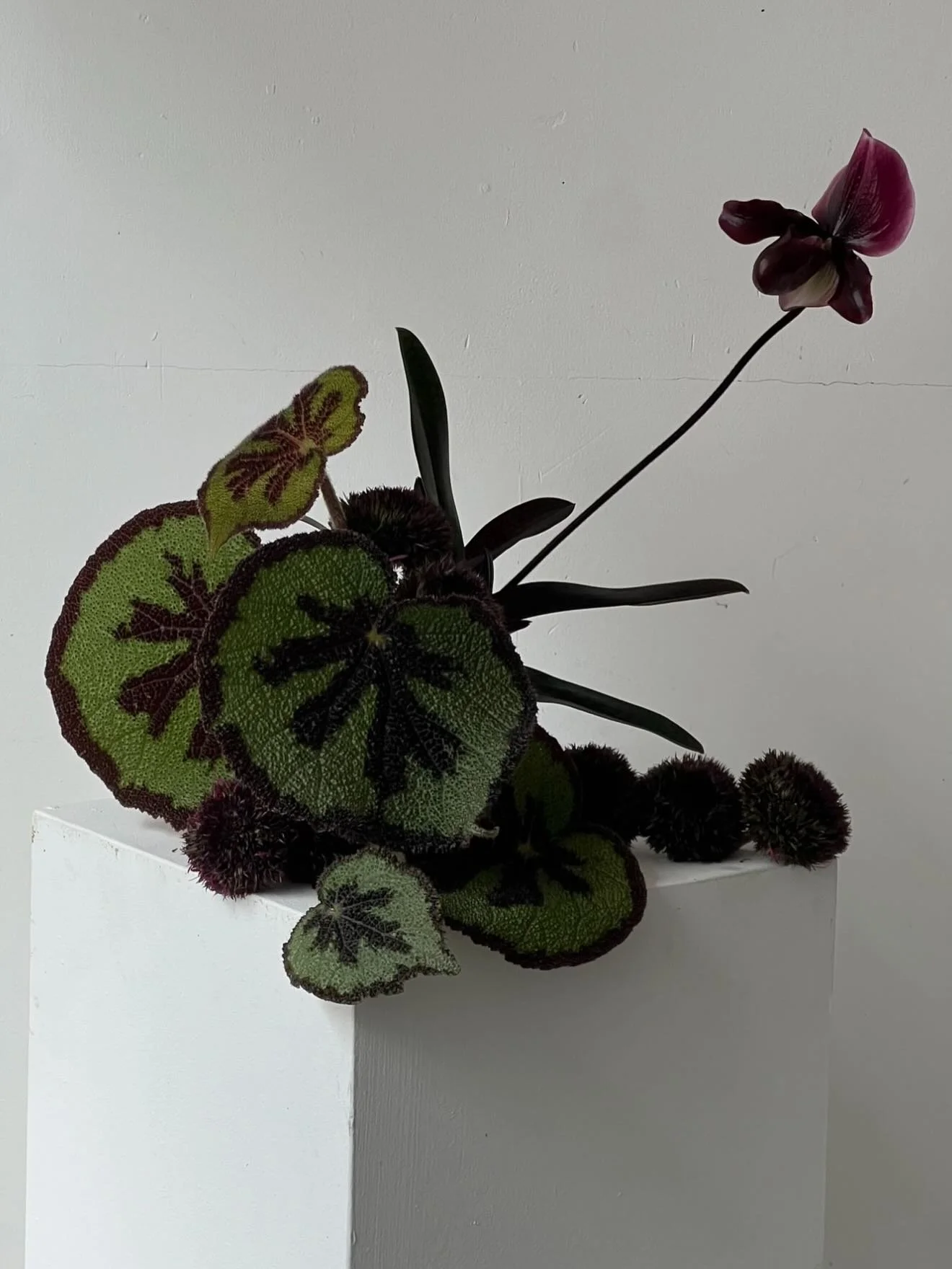 The begonia texture is evrythinggg! 🖤🖤🖤🖤