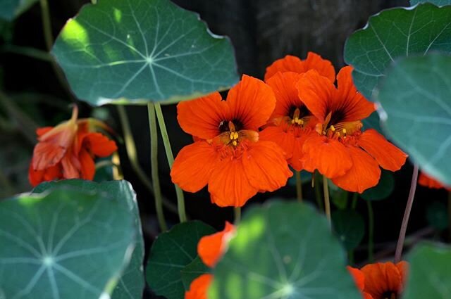 Nasturtium stunners
.
.
.
#nasturtiums #floretseeds #nasturtium #eatyouryard #cottagegarden #redcottage #cottagestyle #gardener #gardening #septembergarden #wheeloftheyear