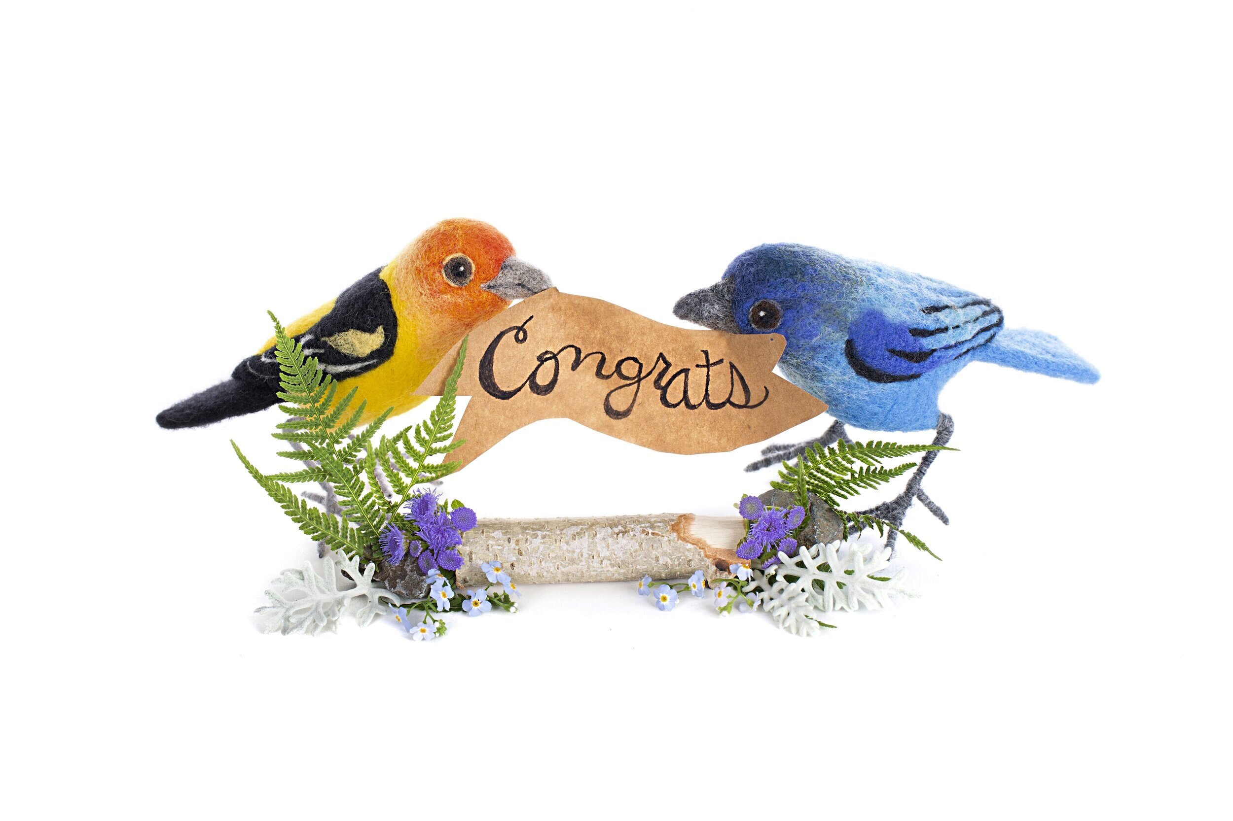 Congrats Birds