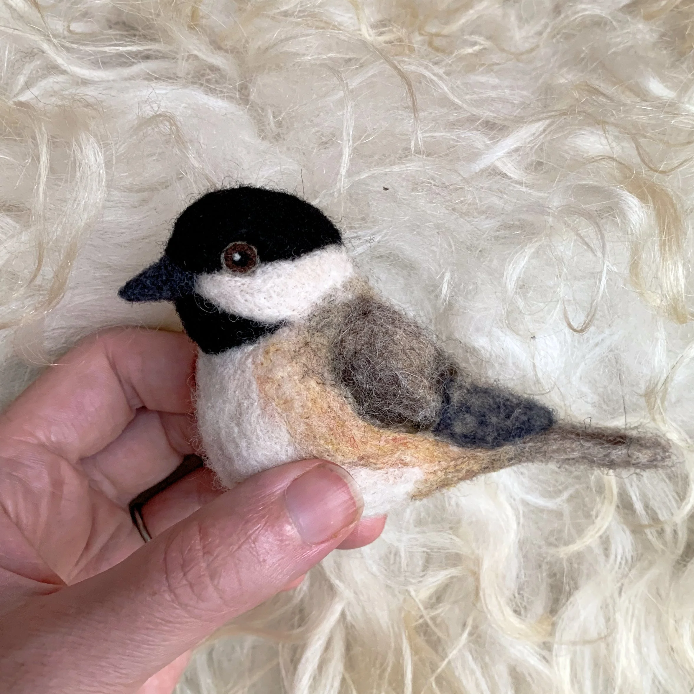 Bird of the Month Chickadee