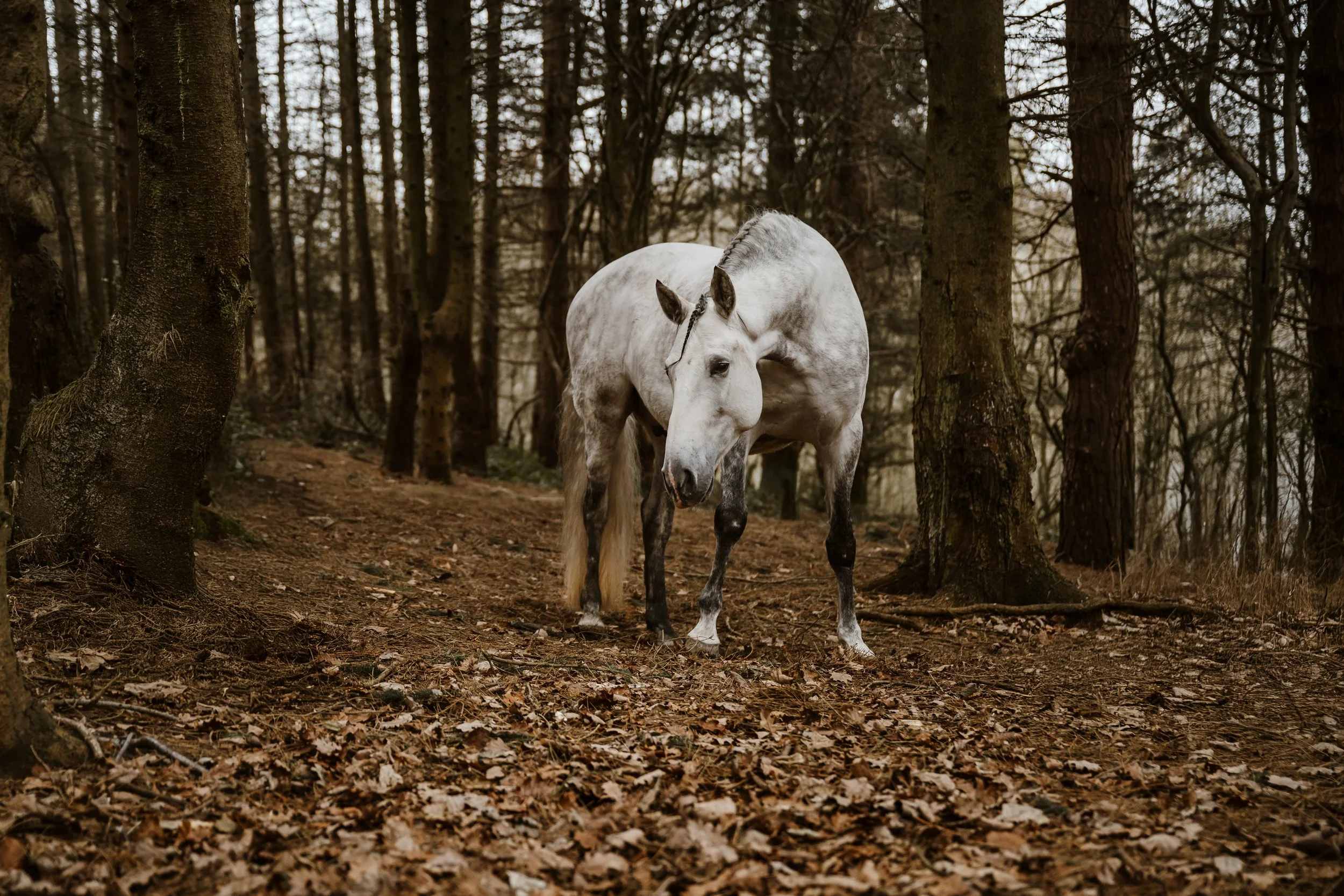 Natural Equine Photography