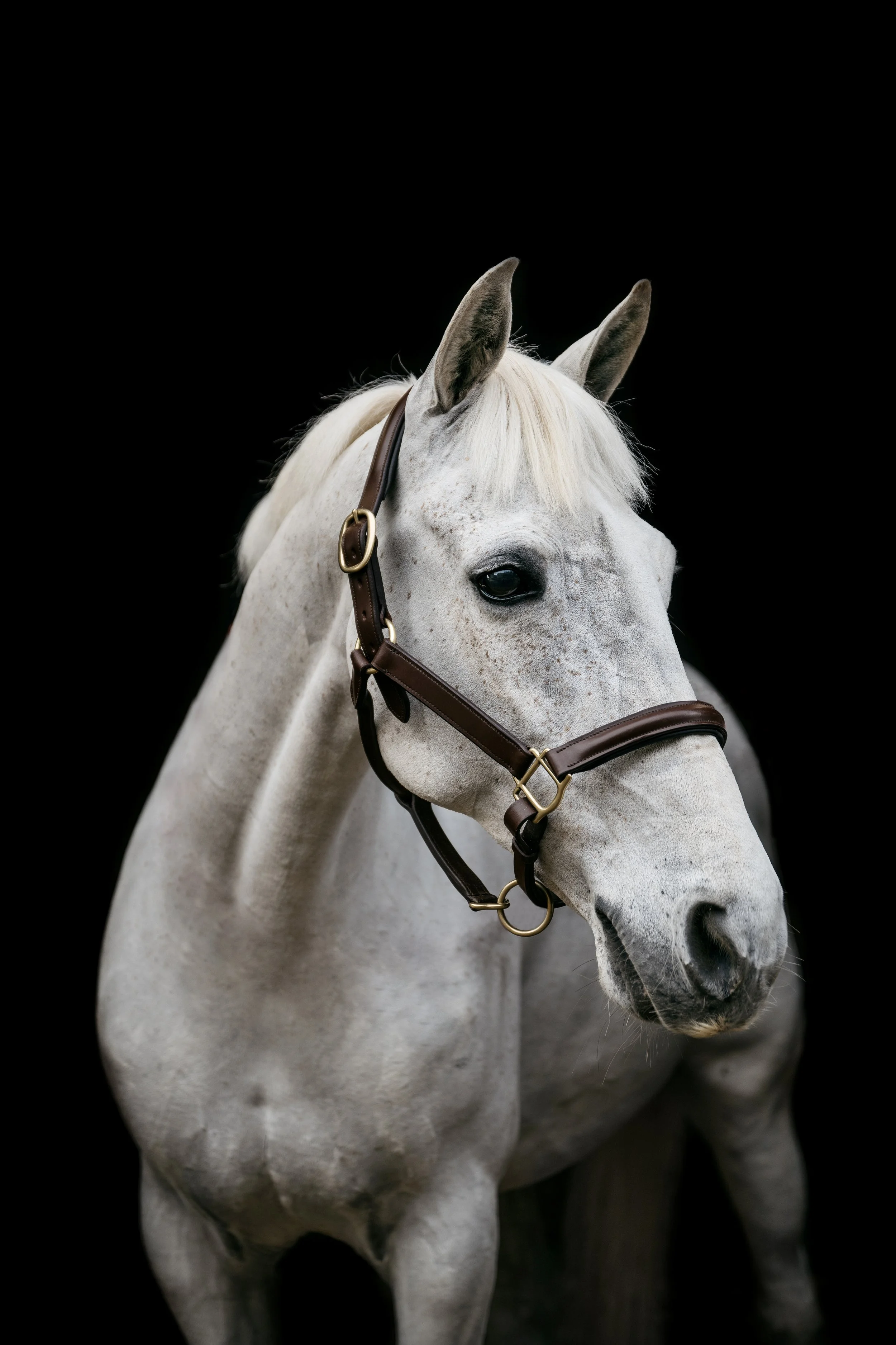 A white horse with a brown bridle on a black background.