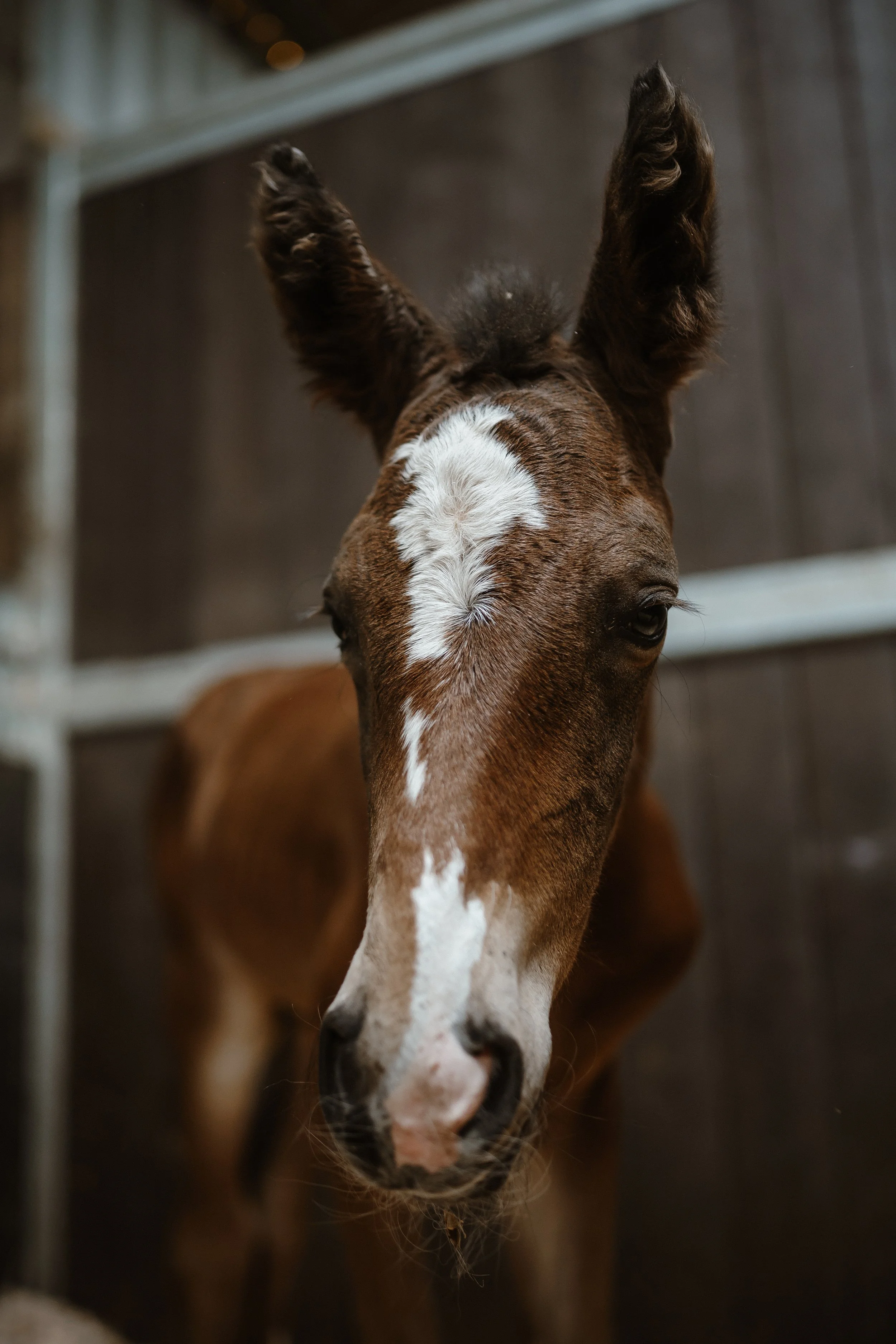 Natural Equine Photography