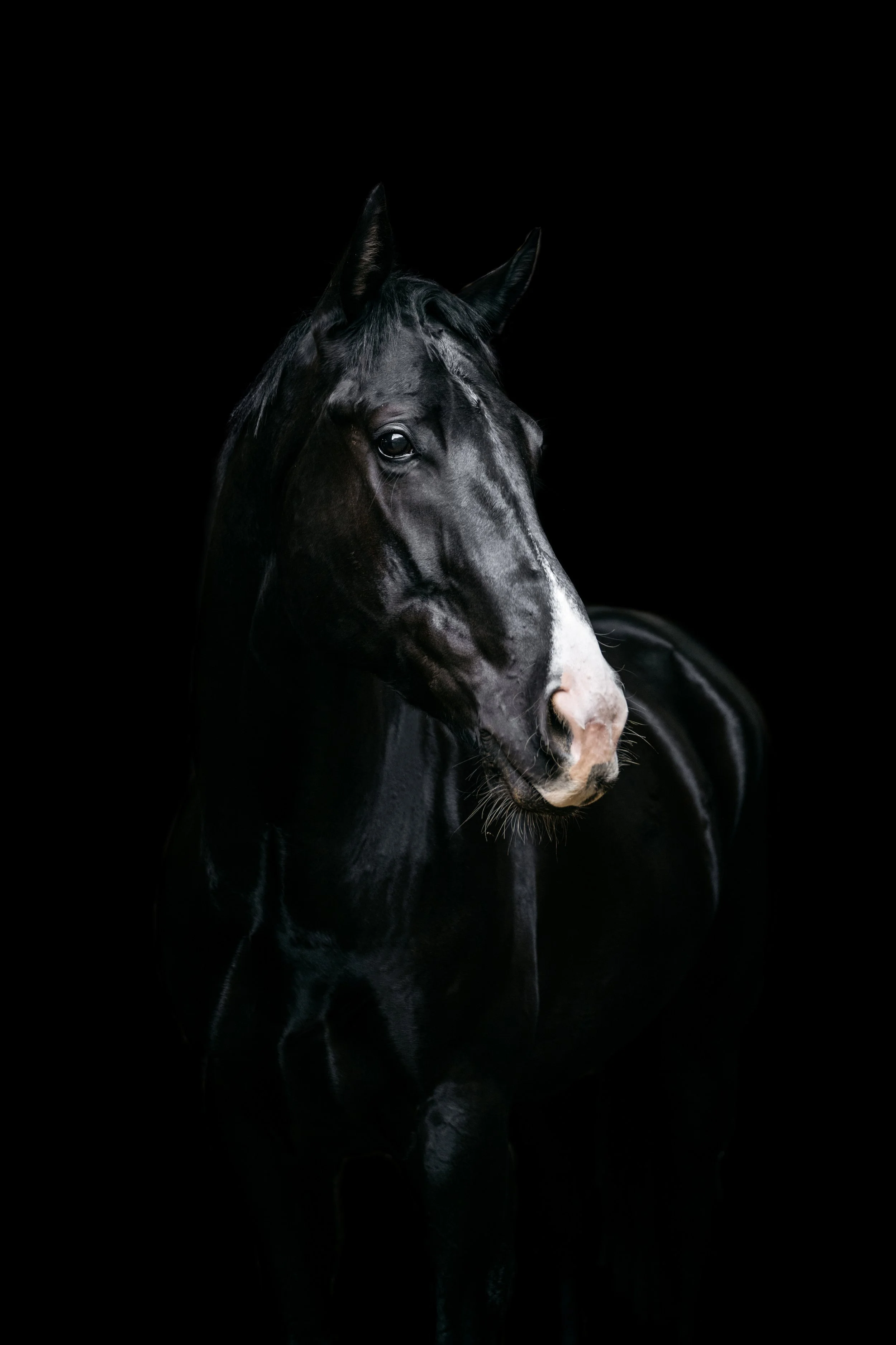 A black horse with a white marking on its nose against a black background.