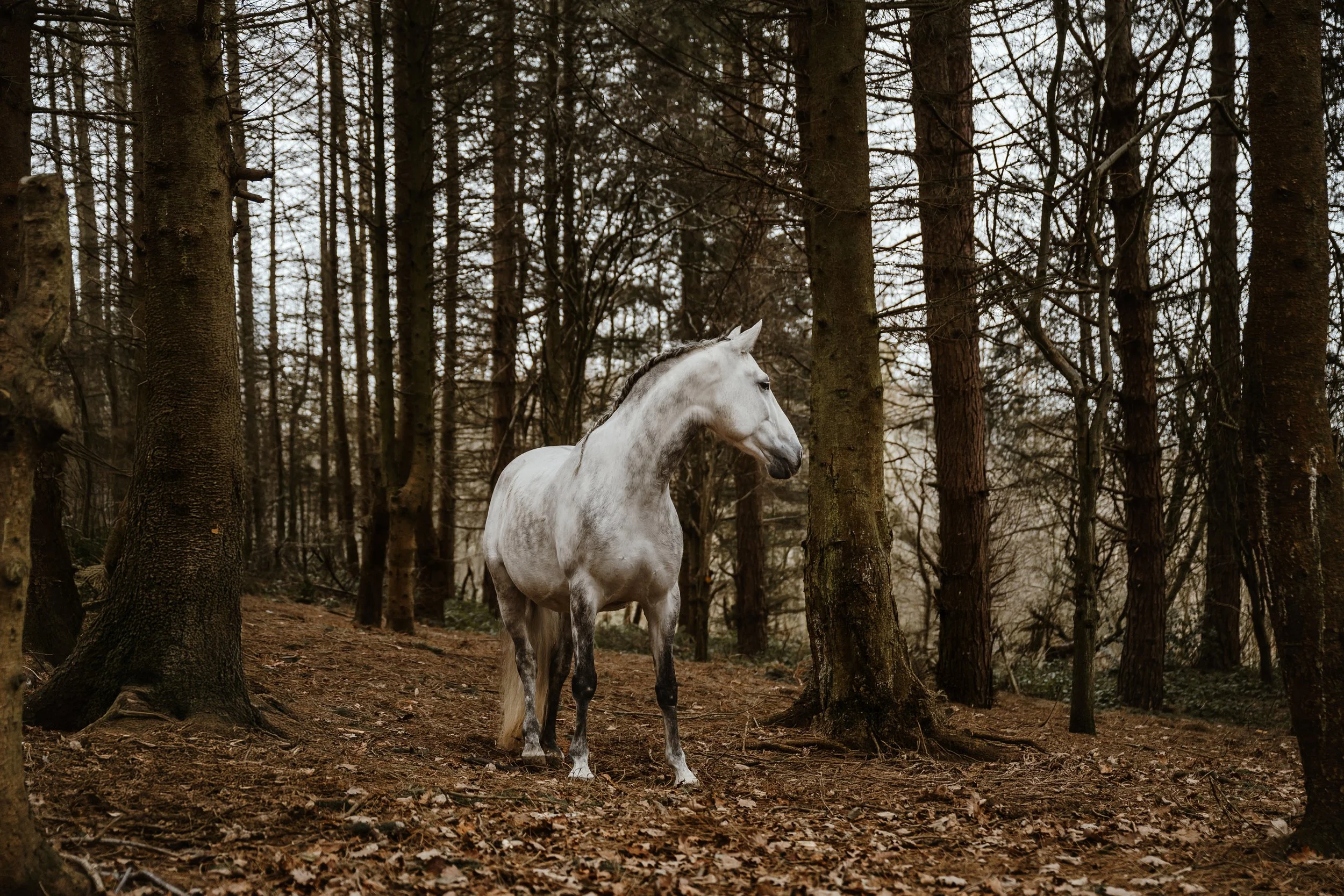 Natural Equine Photography