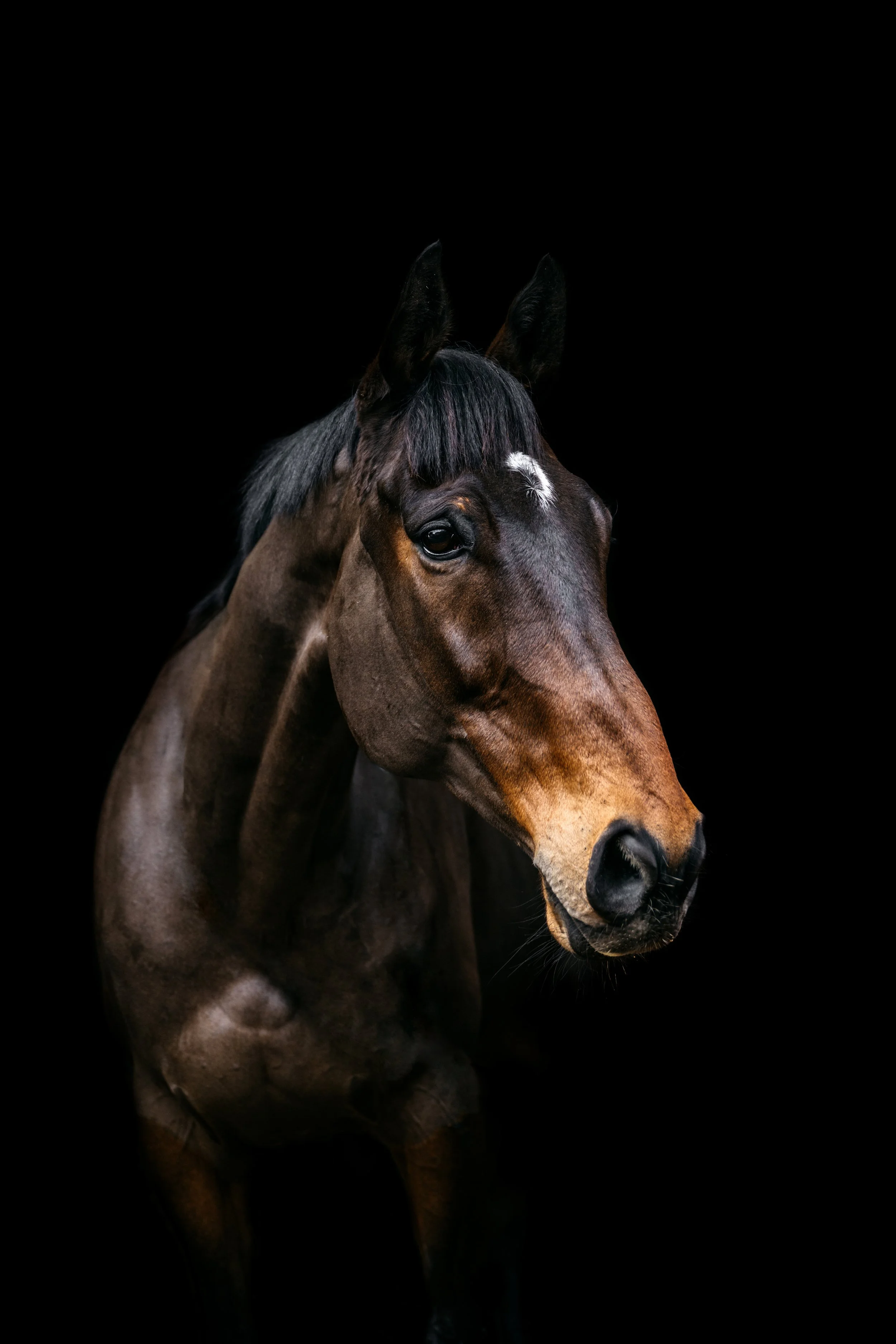 Close-up of a brown horse with a dark mane, facing slightly to the right, against a black background.