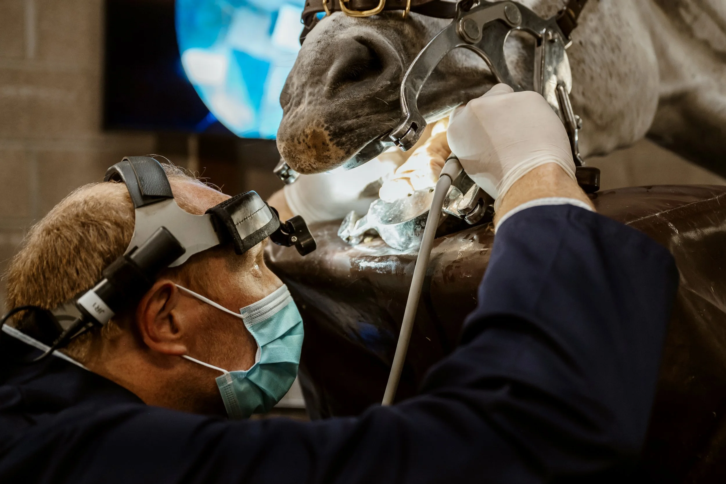 Equine Veterinary Dentist Photography 