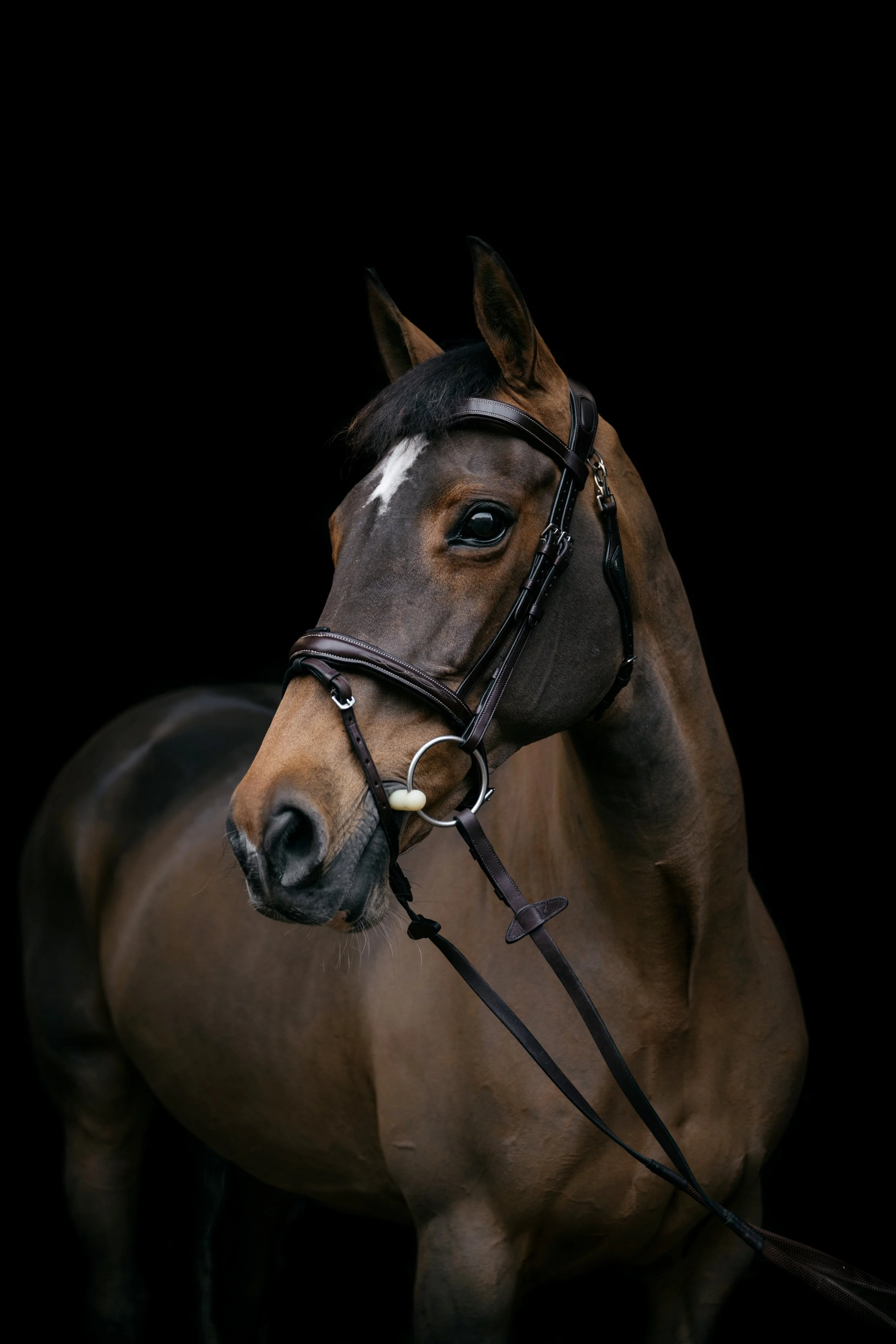 A brown horse with a black mane, wearing a bridle, against a black background.