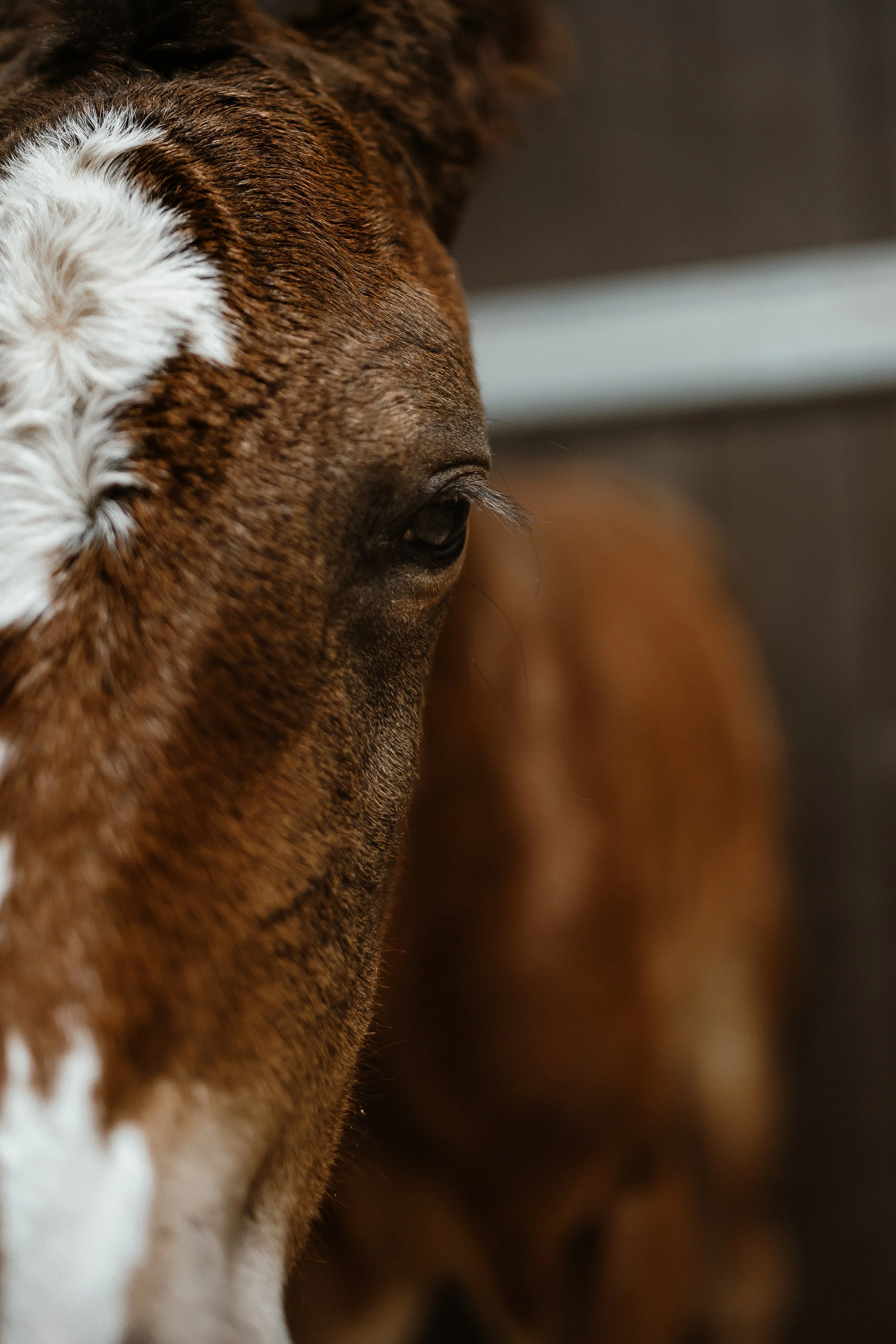 Natural Equine Photography