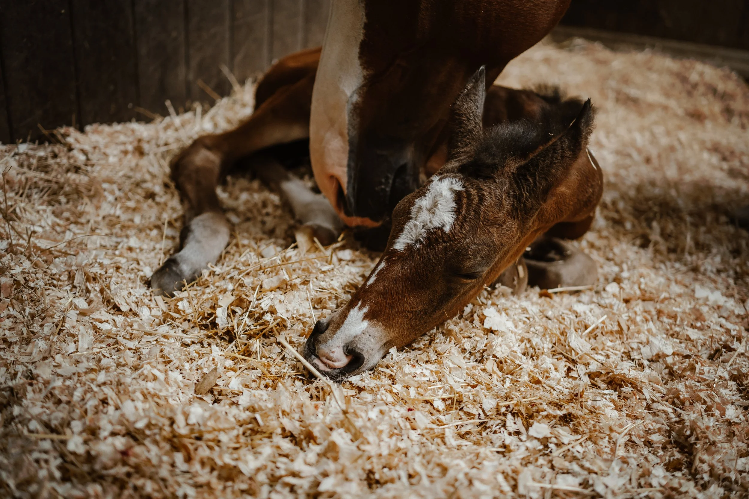 Natural Equine Photography