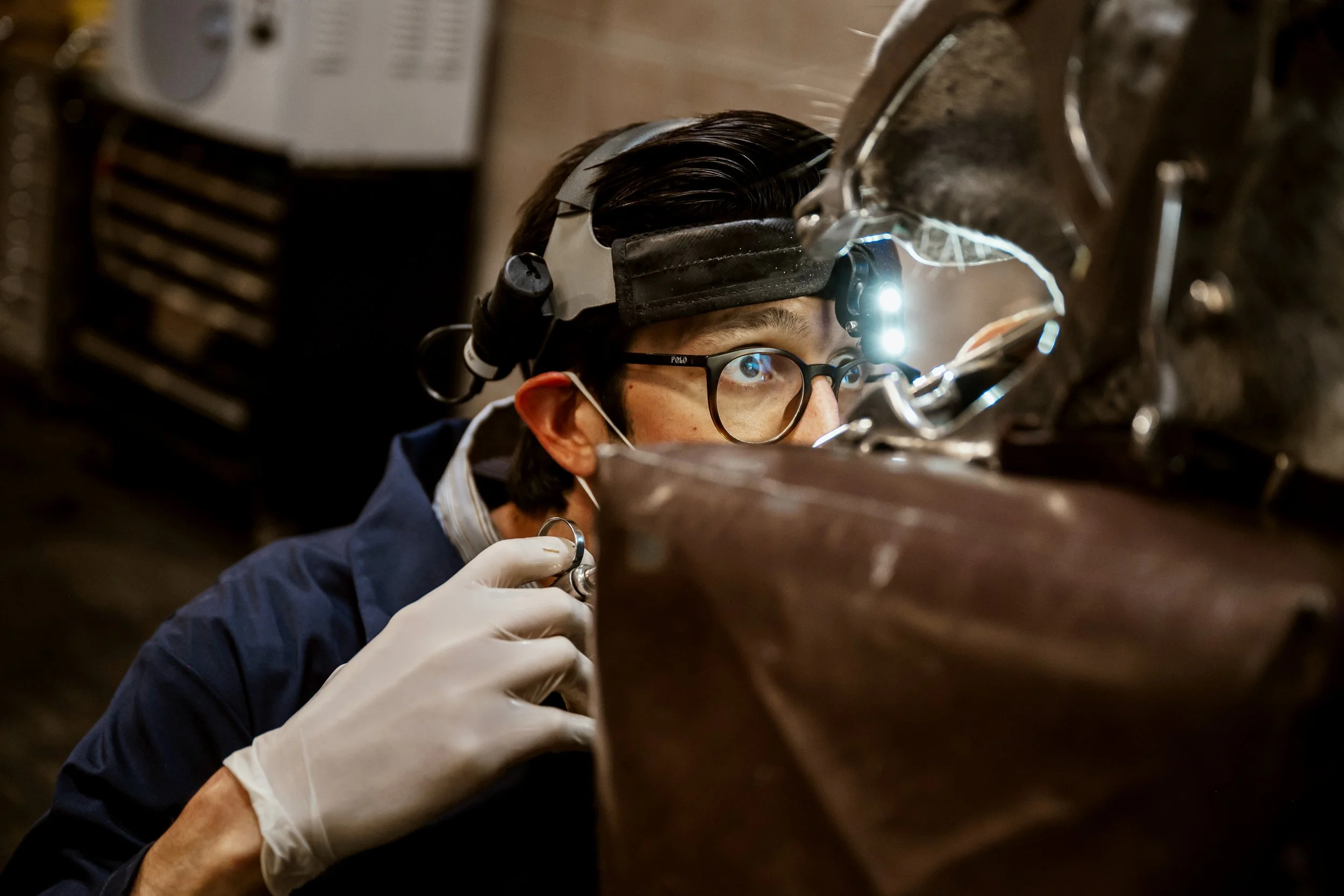 Equine Veterinary Dentist Photography 