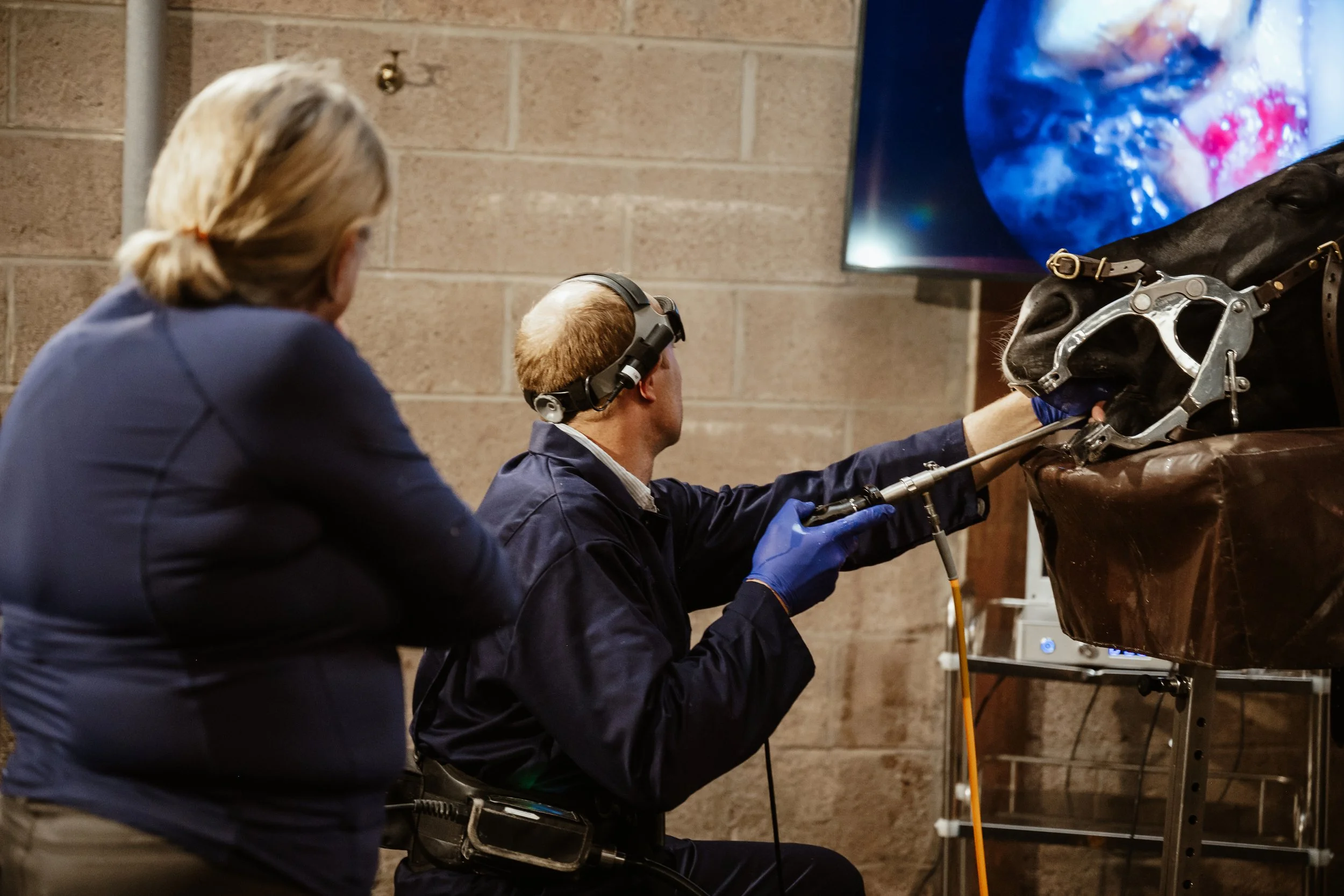 Equine Veterinary Dentist Photography 