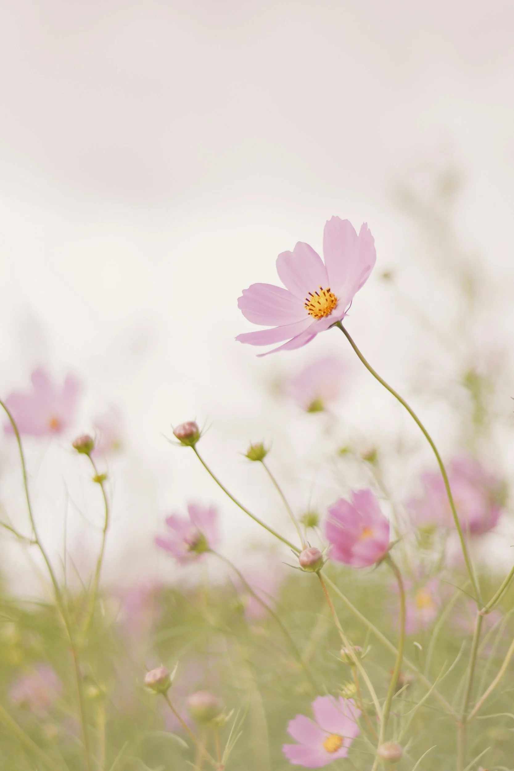 Close-up of pink flowers with yellow centers on thin green stems, soft-focus background.