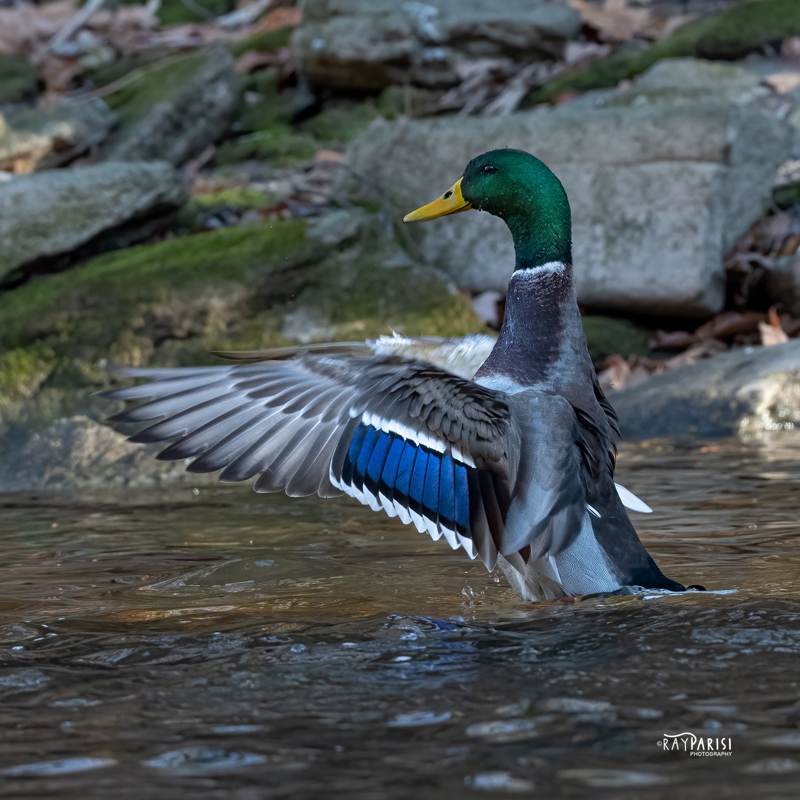 Mallard Showing Off 02b 12-12-21 SQ W.jpg