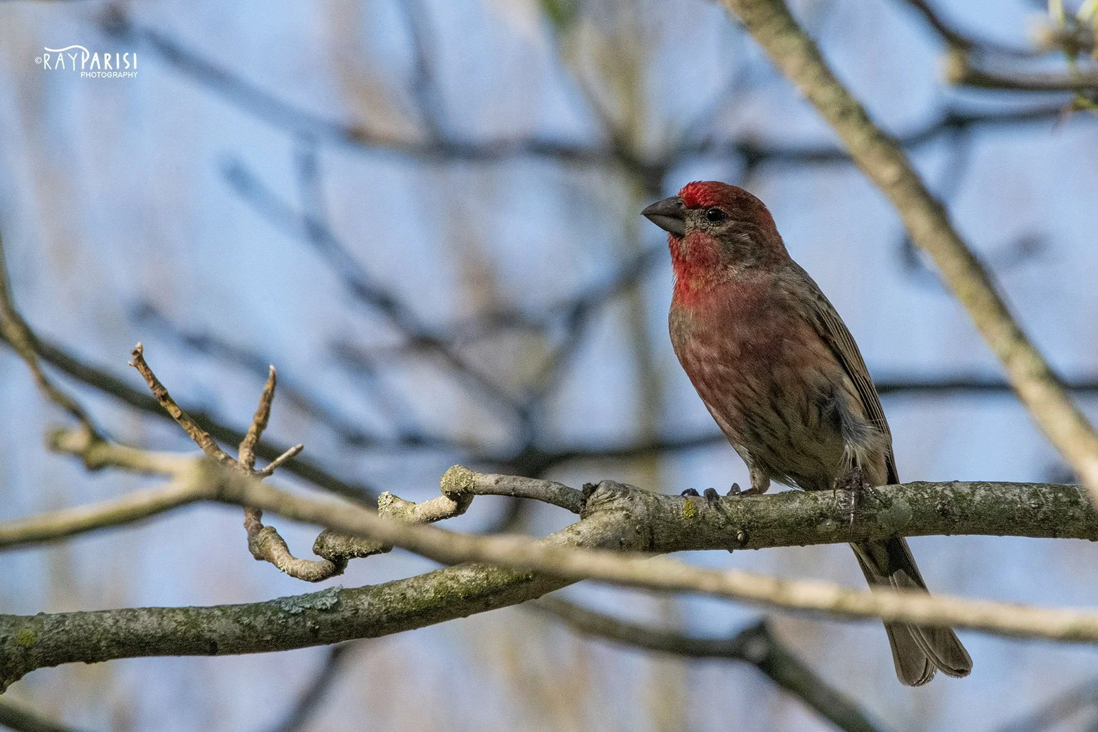 Purple FInch 01.jpg