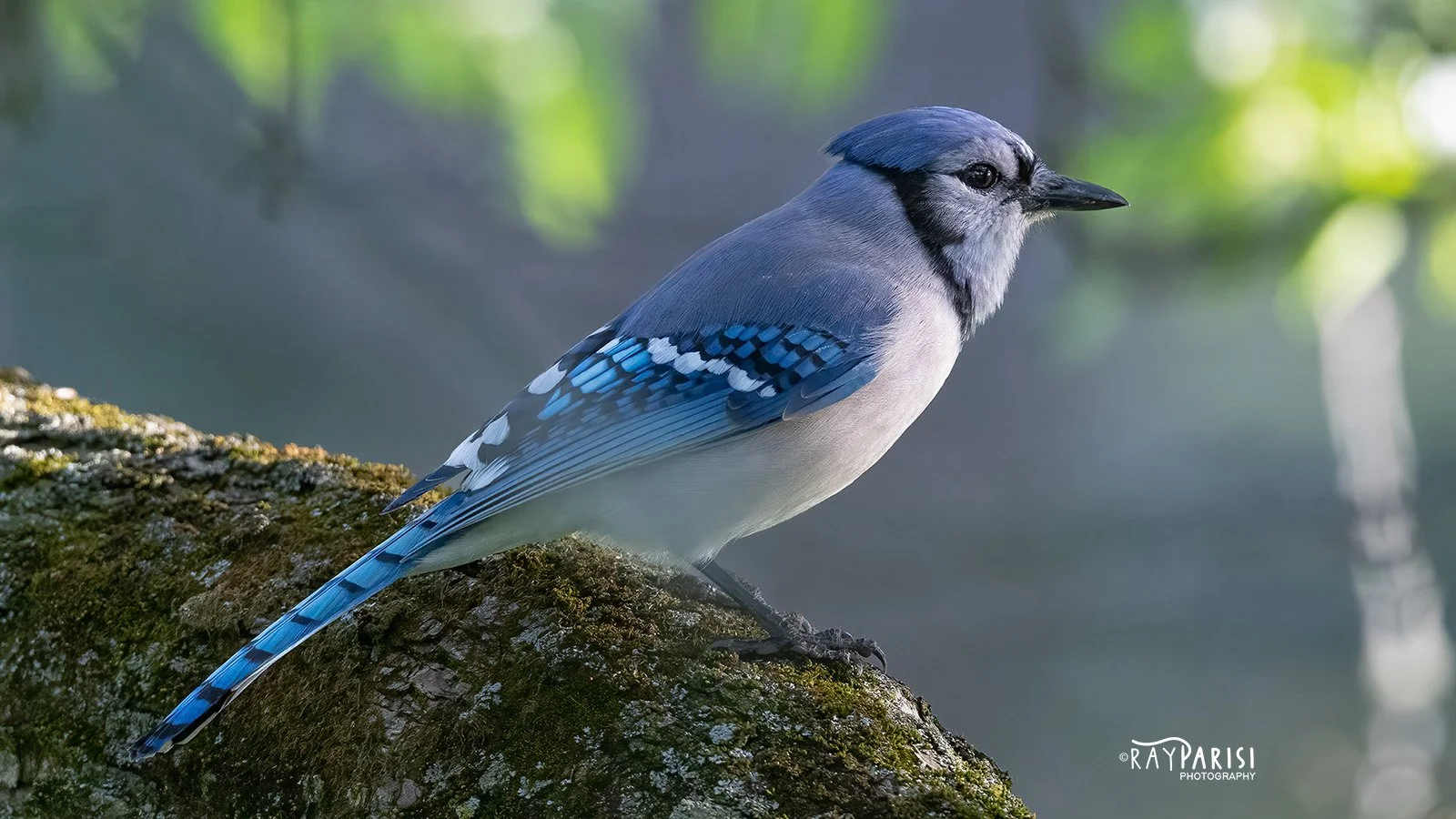 Blue Jay 01b 4-19-22 W.jpg