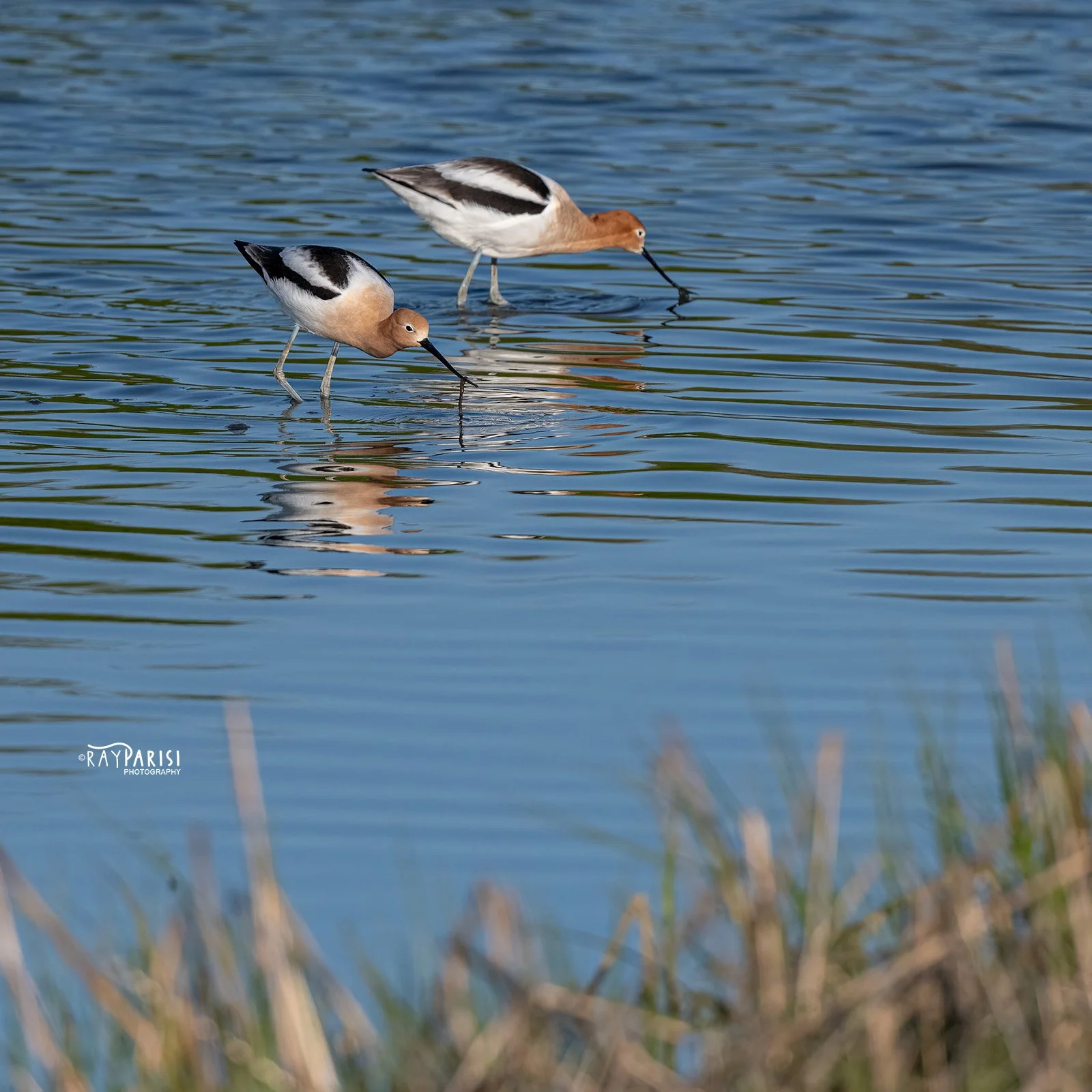 Avocets 01 4-30-22 SQ W.jpg