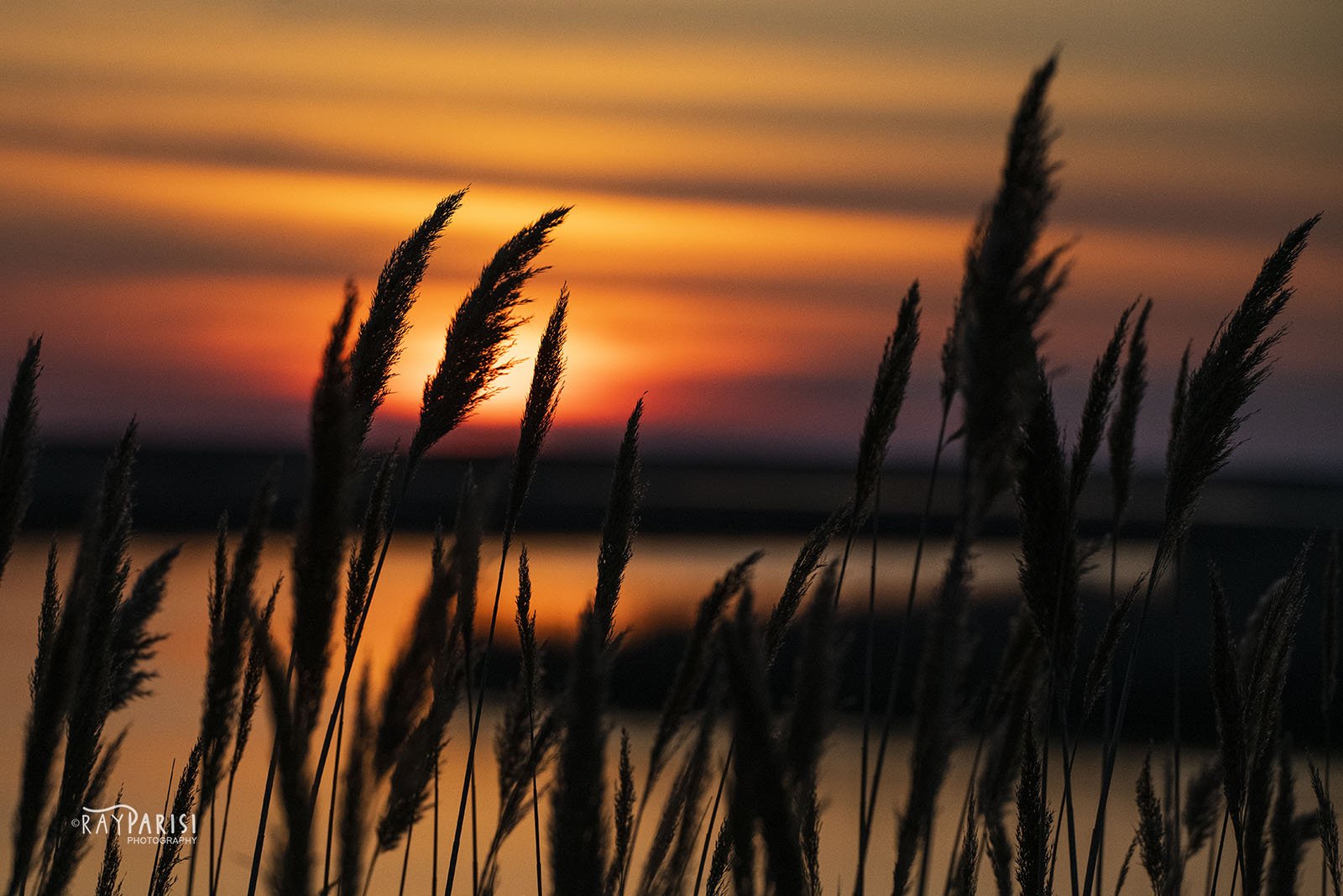 Reeds at sunset.jpg