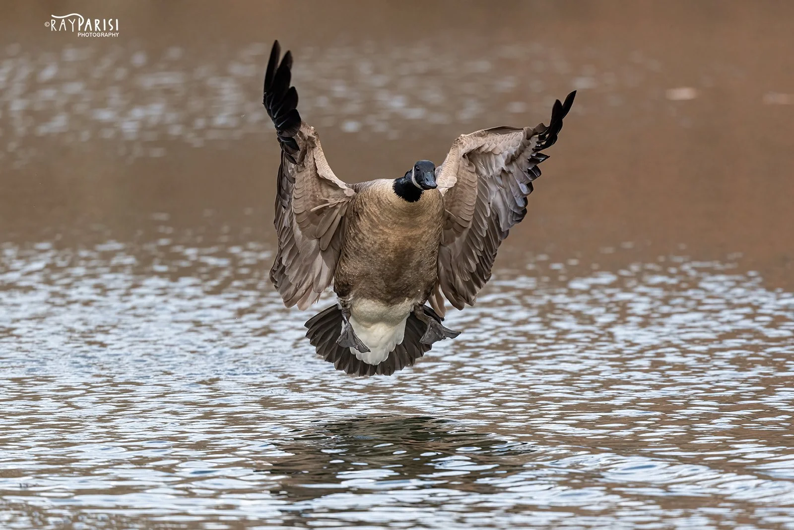 Goose landing 05 12-19-21 W.jpg