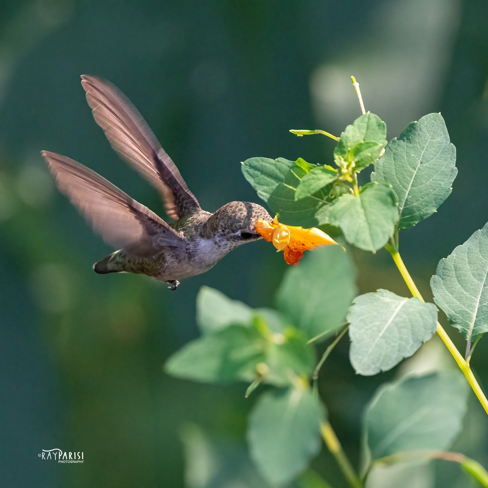 Hummingbird flower 04 8-28-22 SQ W.jpg