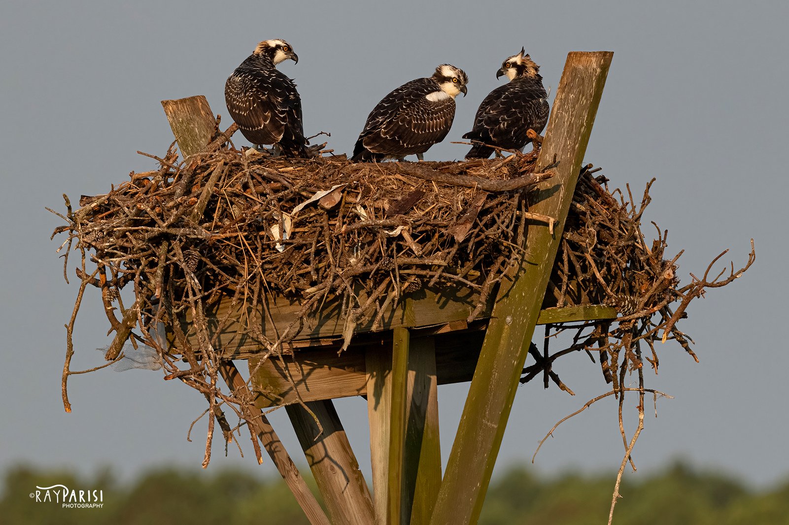 Three Fledglings in nest 01b 8-02-21 W.jpg