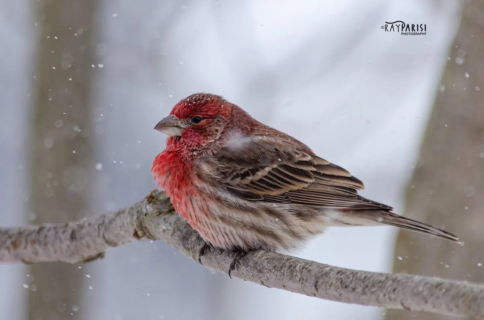 Purple Finch 01 01-21-14 W.jpg