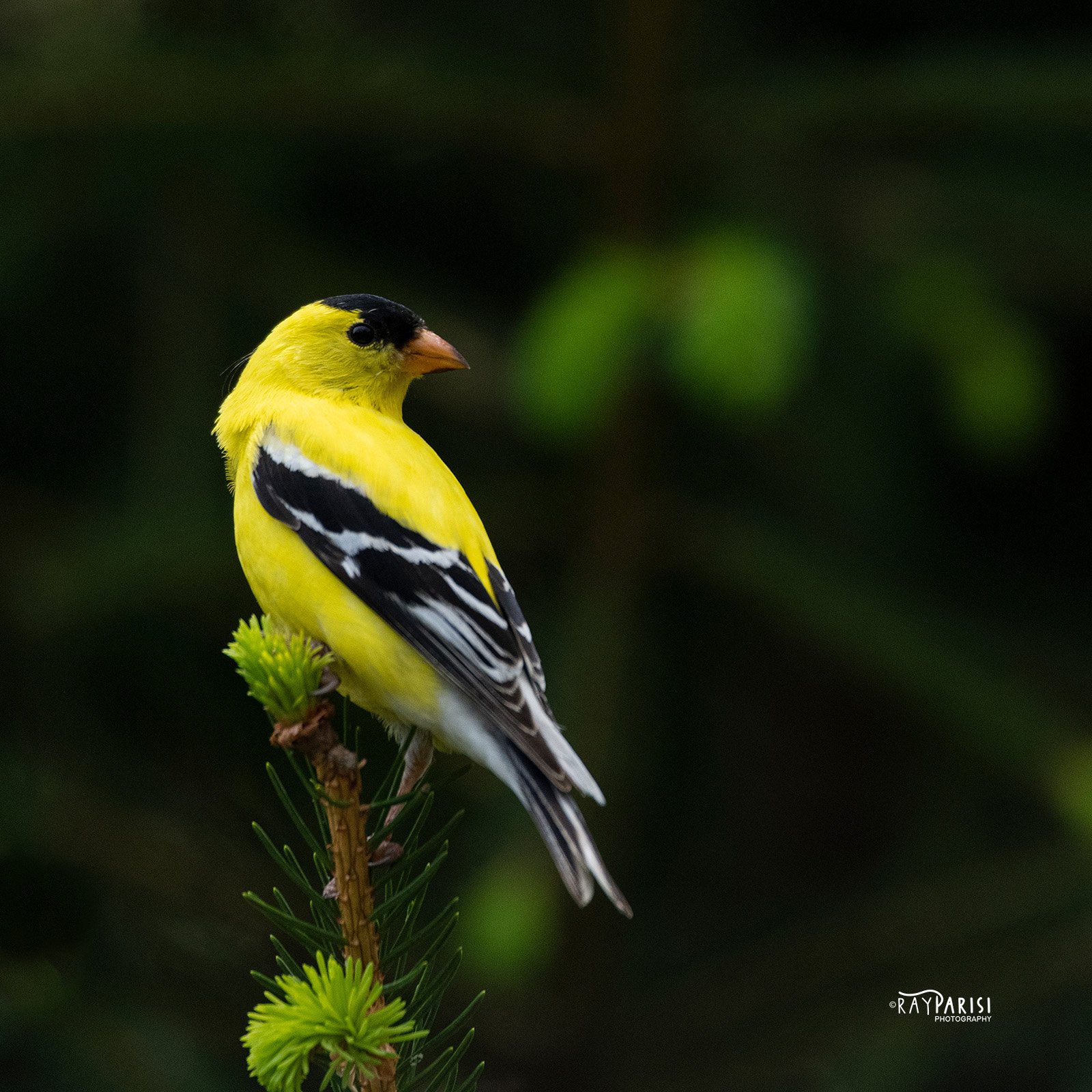 Goldfinch 13 W.jpg