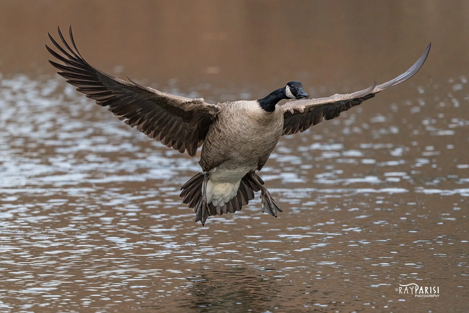 Goose landing 01 12-19-21 W.jpg