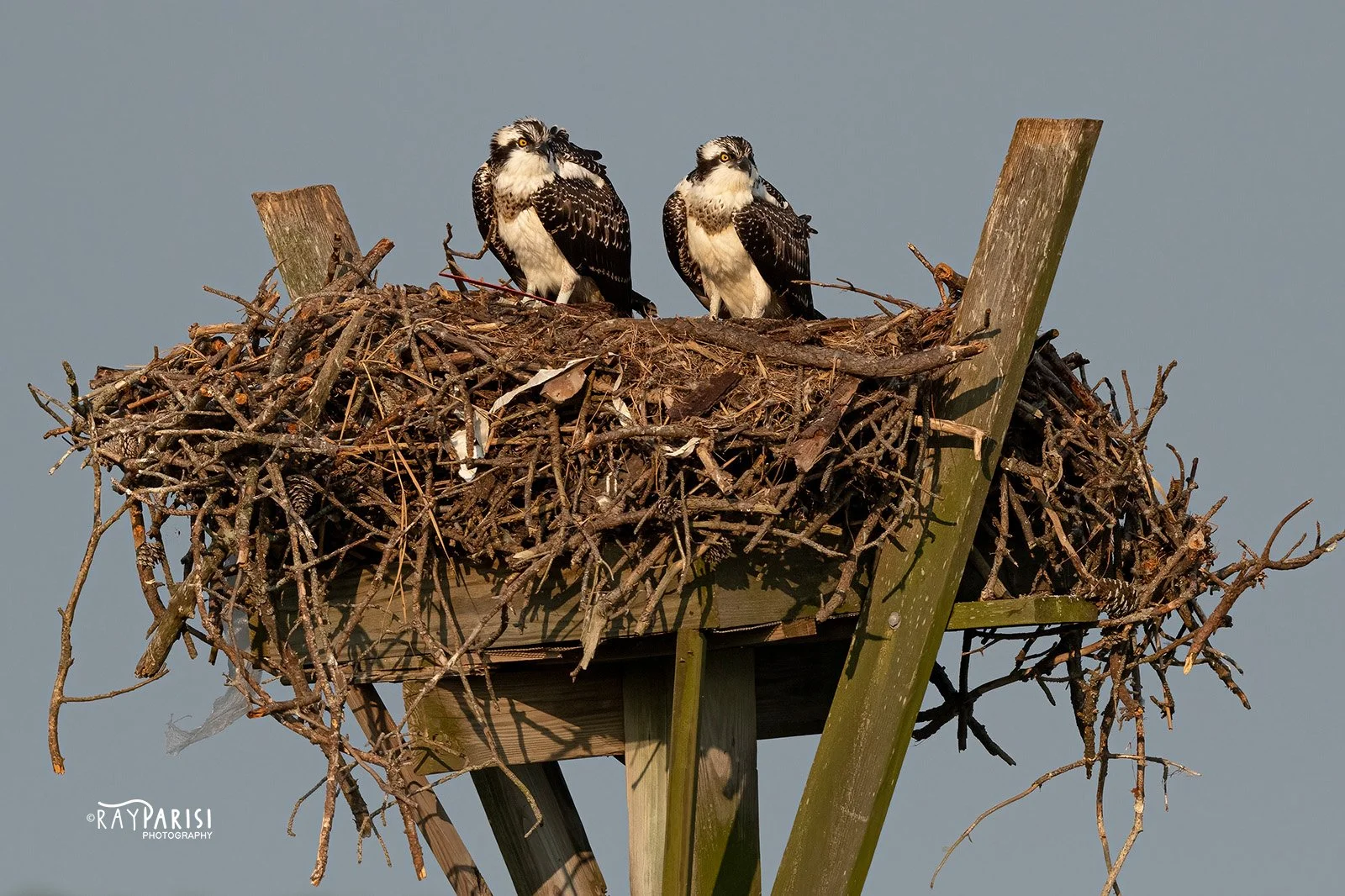 Two Fledglings in nest 03b 8-02-21 W.jpg