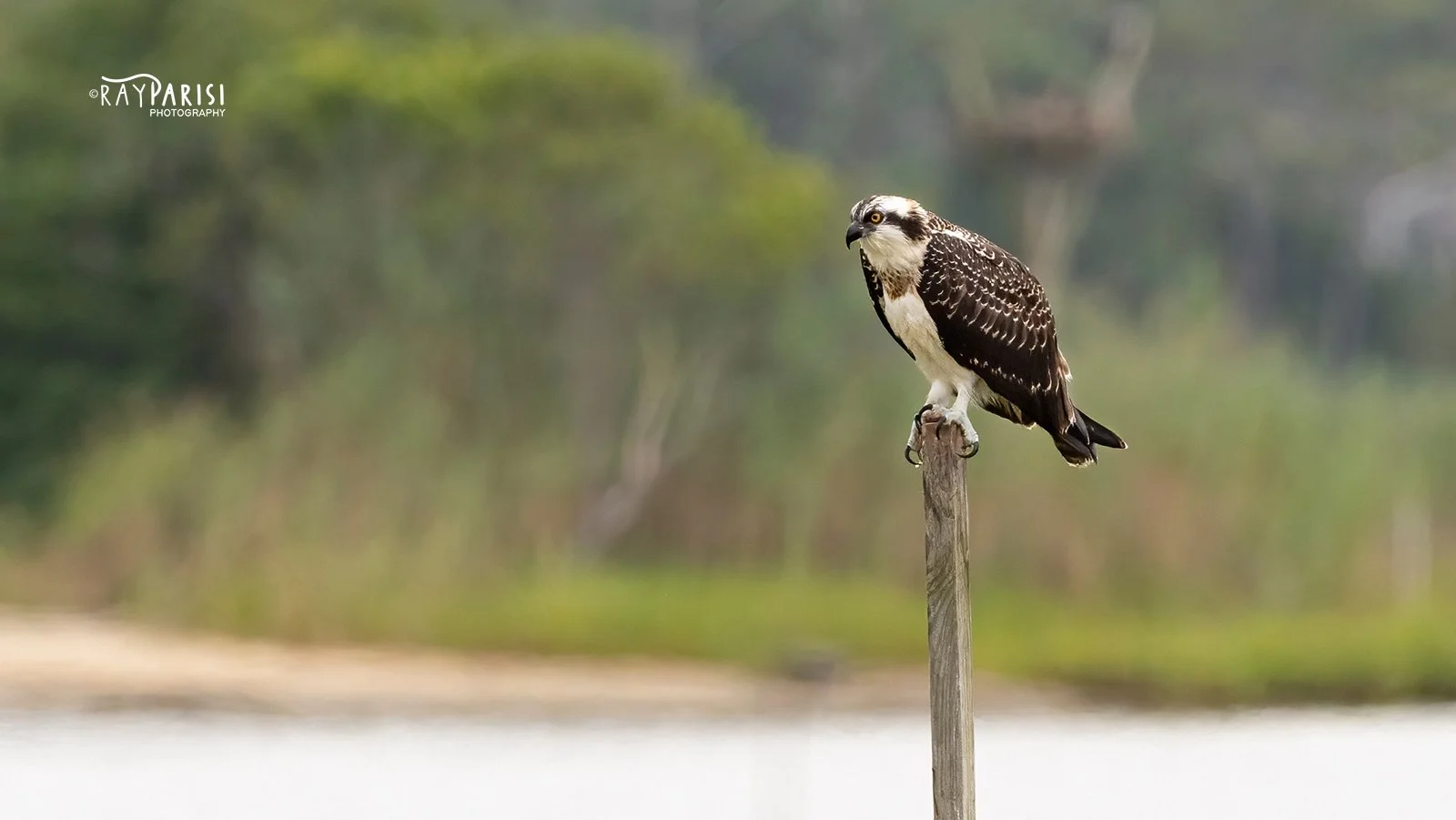 Perched on post 01b 8-1-21 WL.jpg