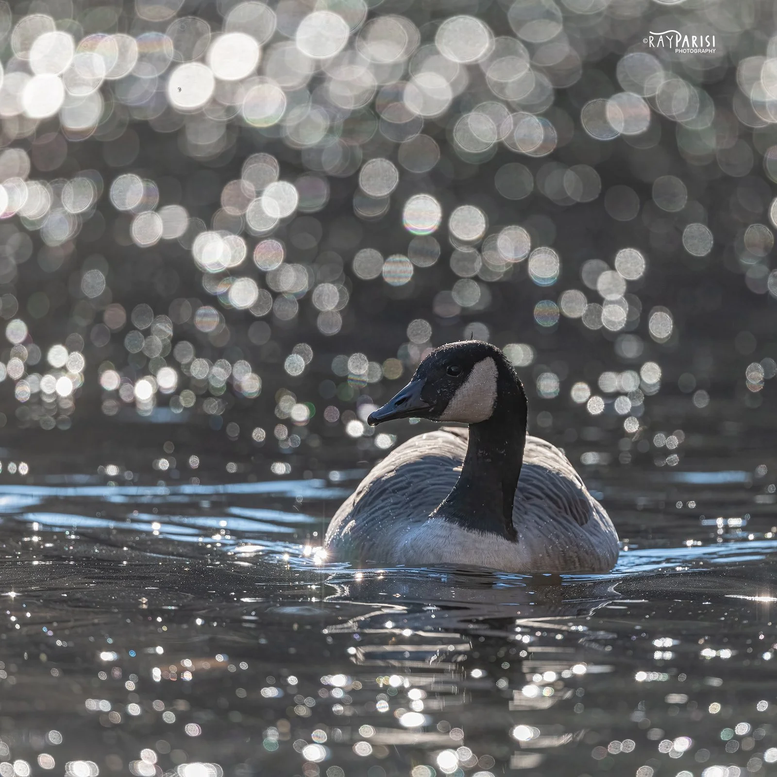Canadian Goose 05 12-12-21 SQ W.jpg