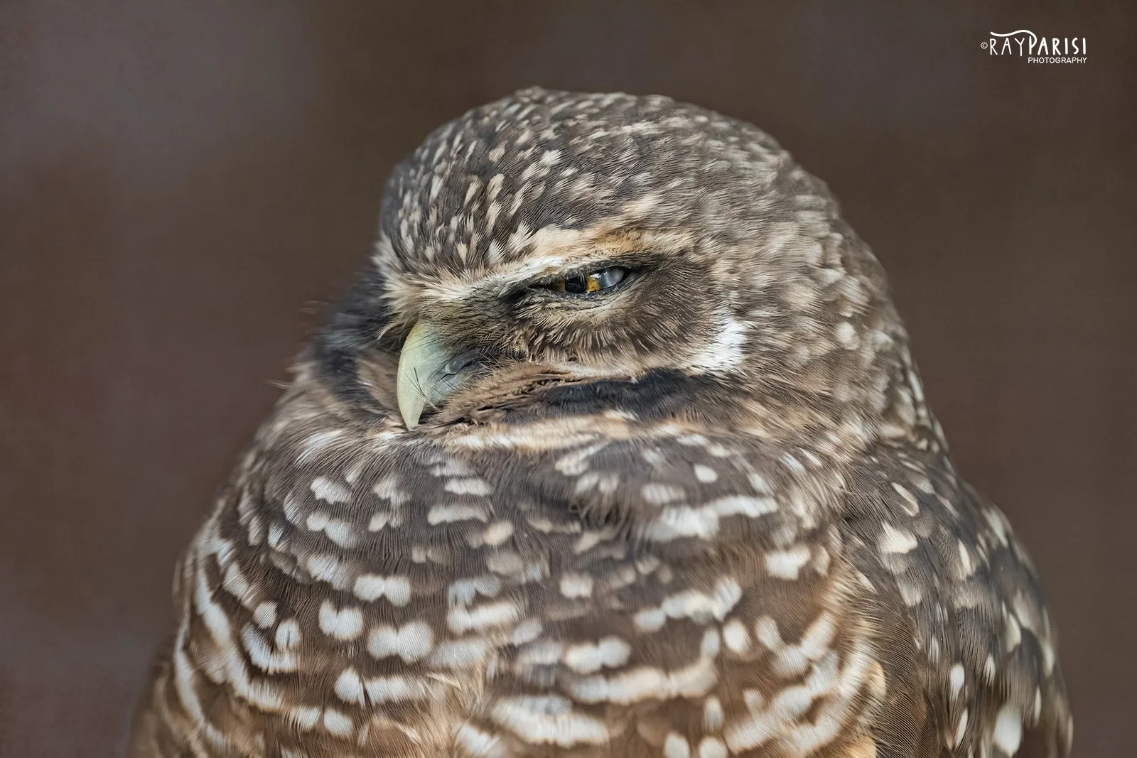 Burrowing Owl 01c 11-4-22 W.jpg