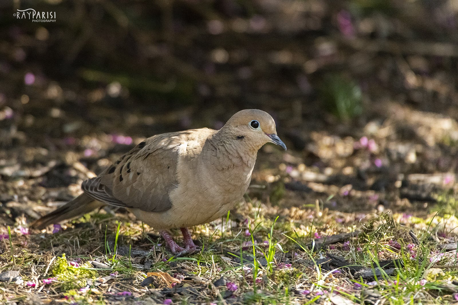 Mourning Dove 01.jpg