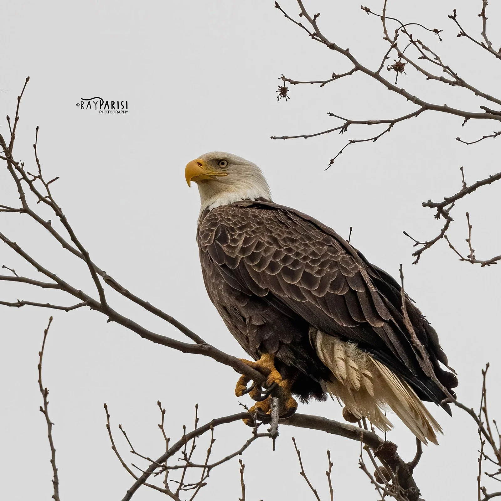 Adult perched 4b 4-6-22 SQ W.jpg