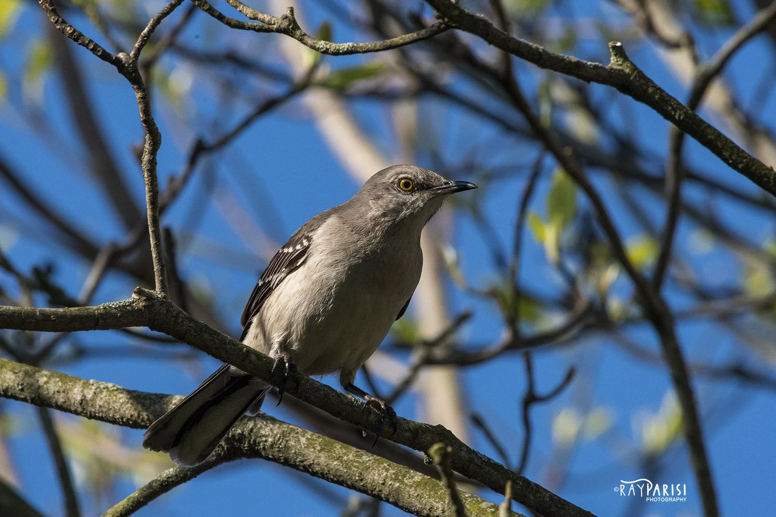 Mockingbird 01.jpg