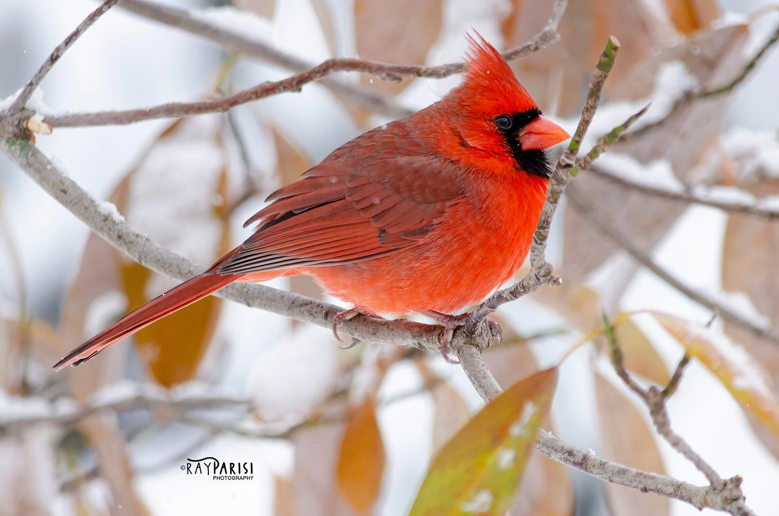 Northern Cardinal 02 12-10-13 W.jpg