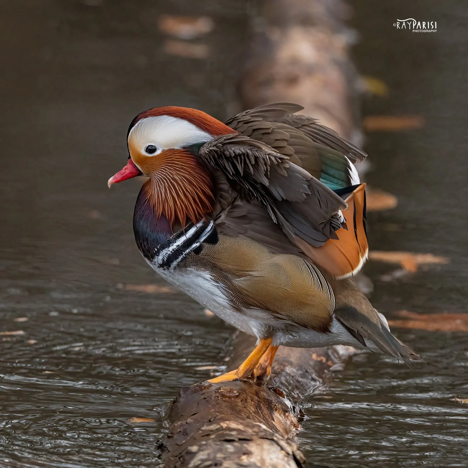 Mandarin on log 10 12-19-21 SQ W.jpg
