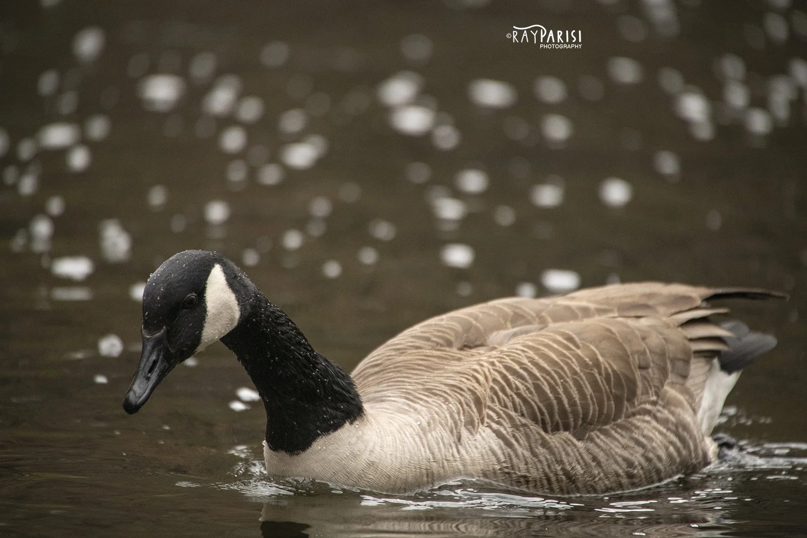 Canadian Goose 03 sm.jpg