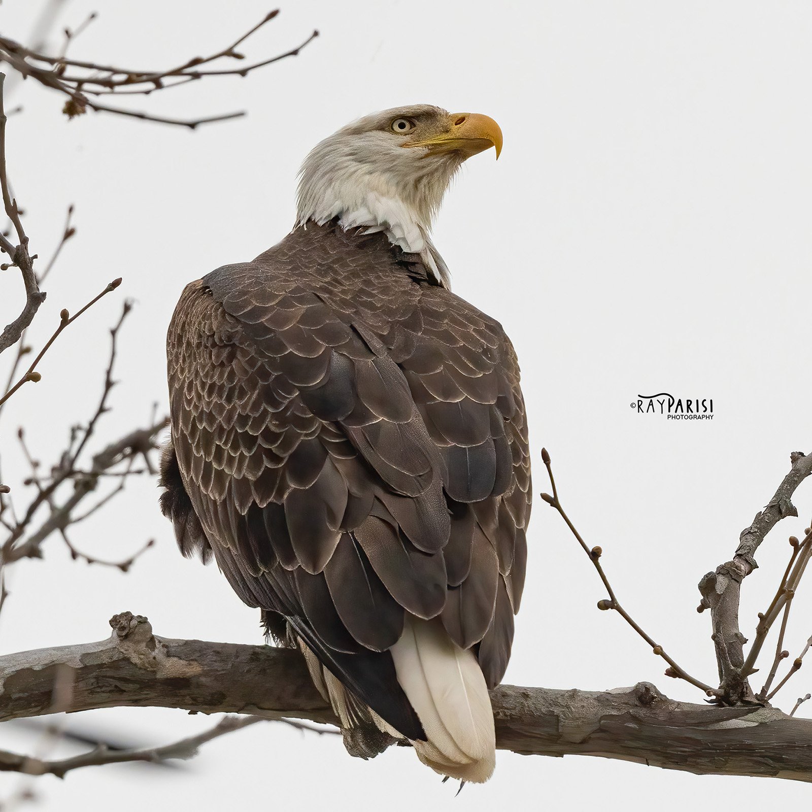 Adult perched 01b 4-6-22 SQ W.jpg