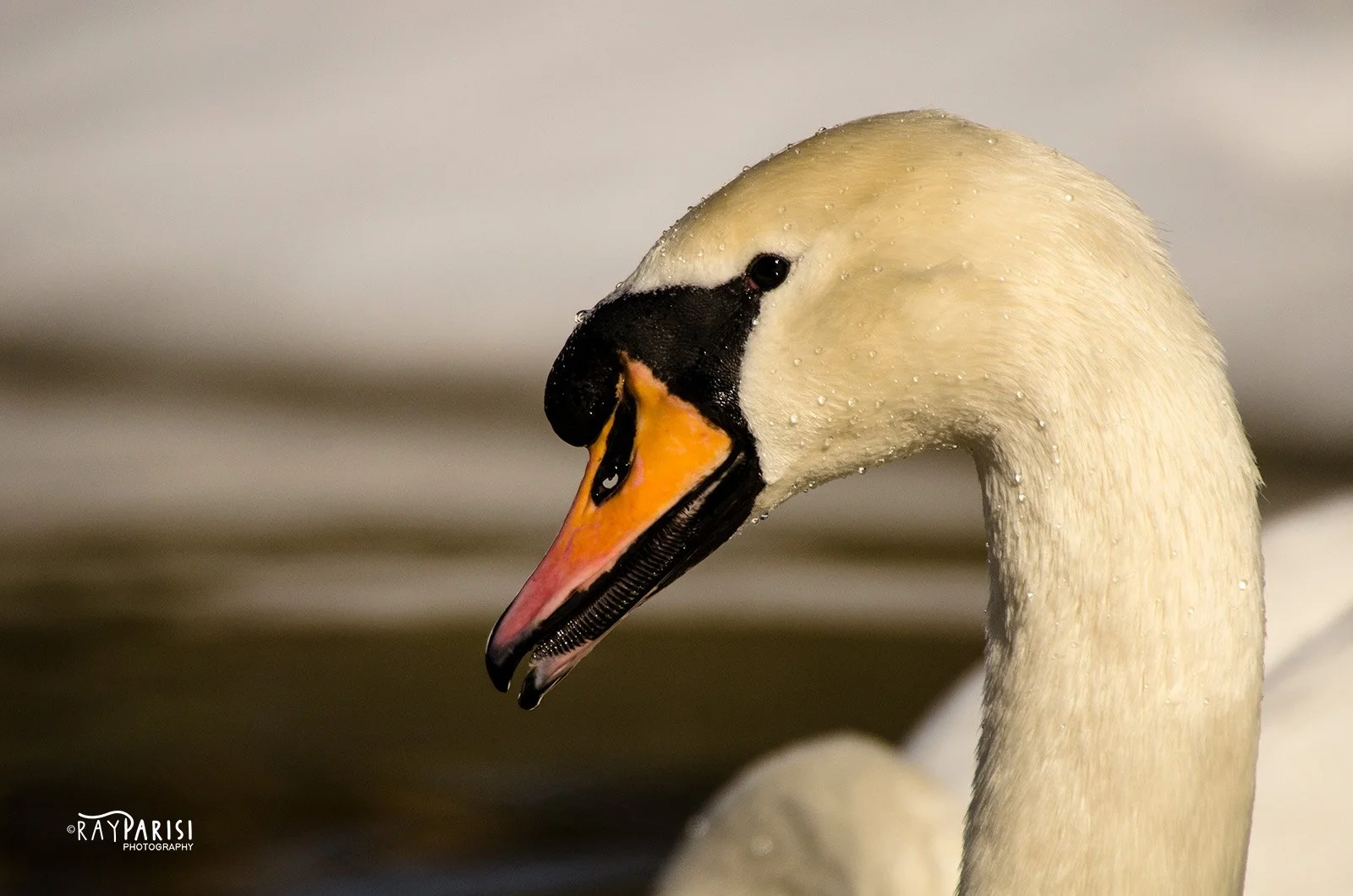 White Swan 01 3-8-15 W.jpg