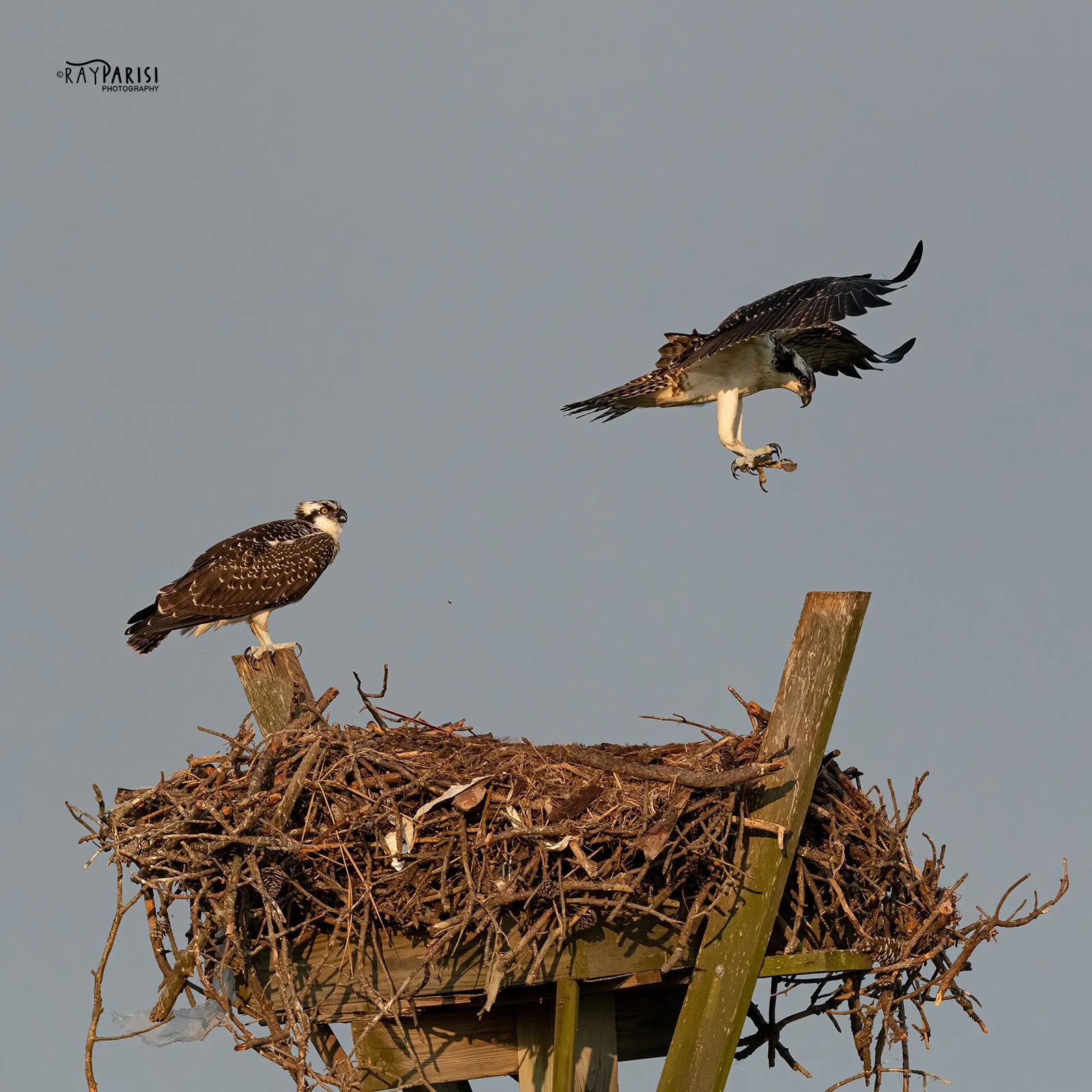 Landing on post 01 8-2-21 SQ W.jpg