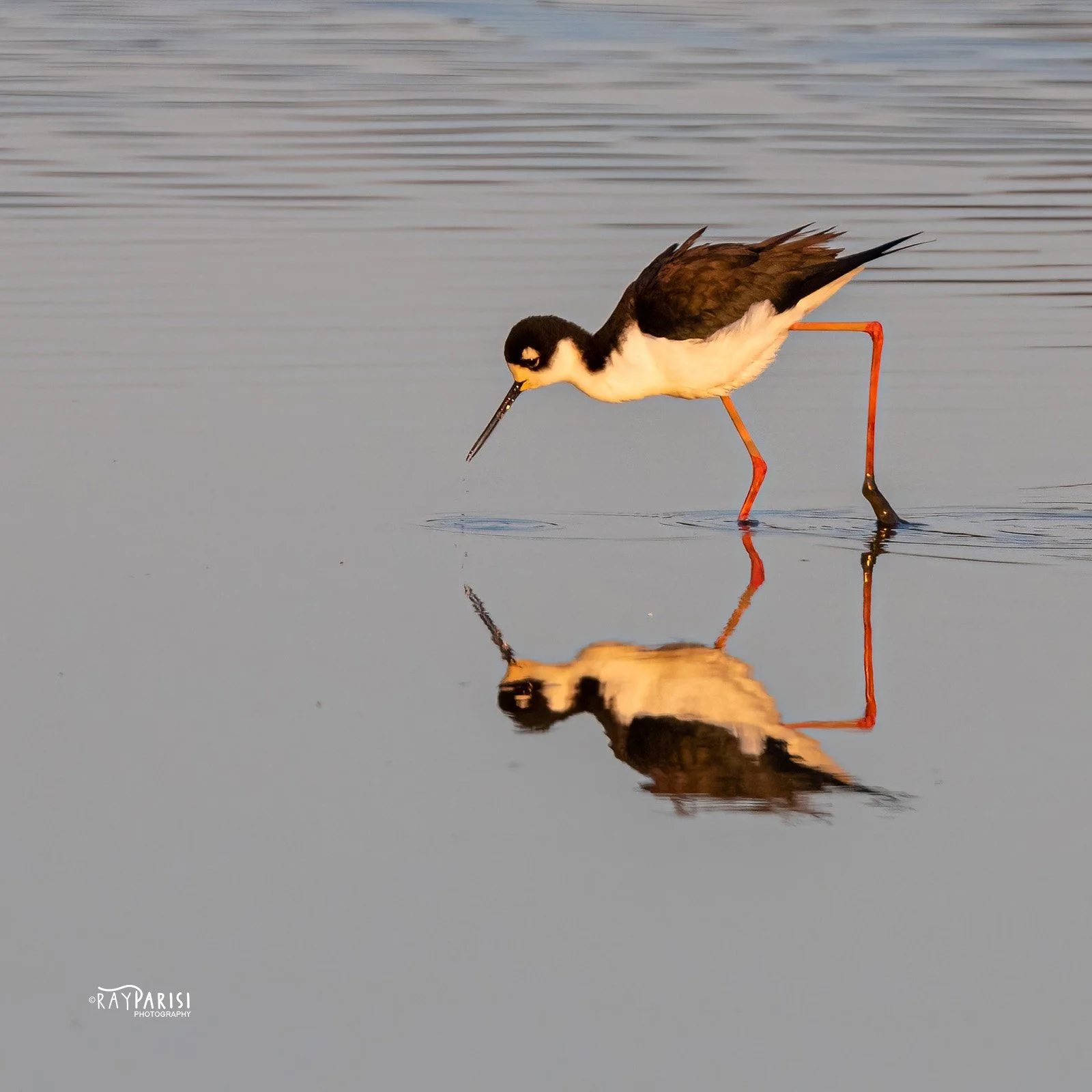 Black-necked stilt 02b 4-30-22 SQ W.jpg