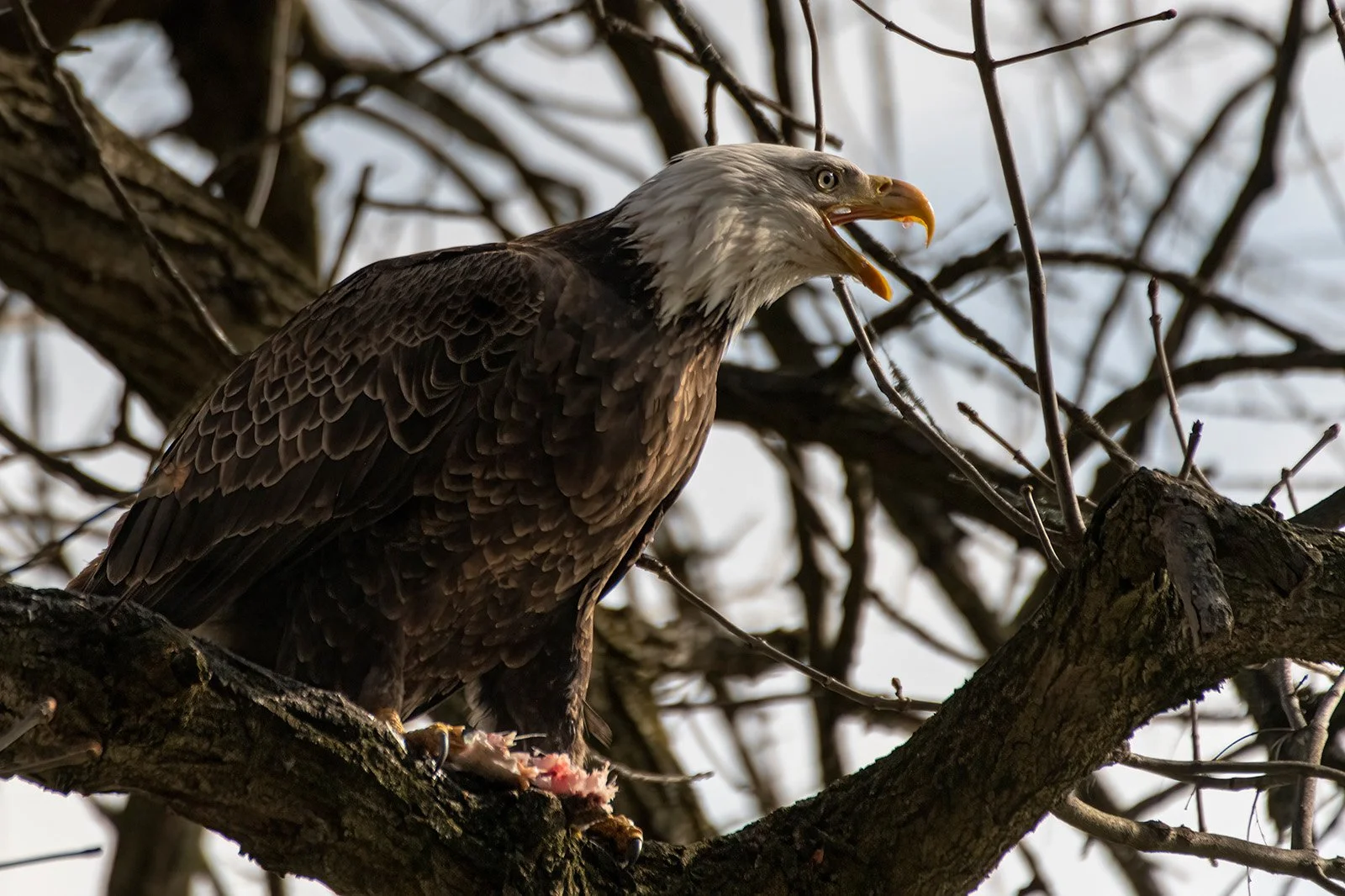 Eating in the trees 01 4-18-19 W.jpg