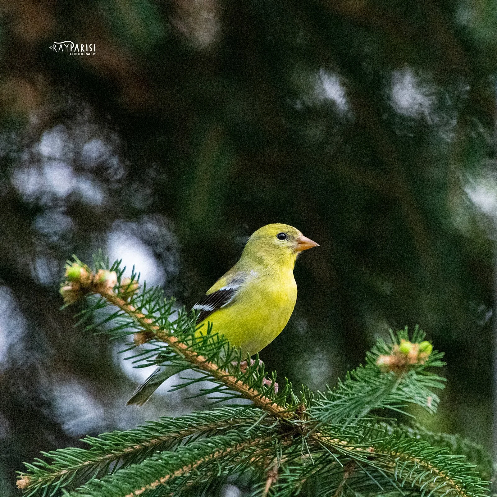 Goldfinch 07 W.jpg