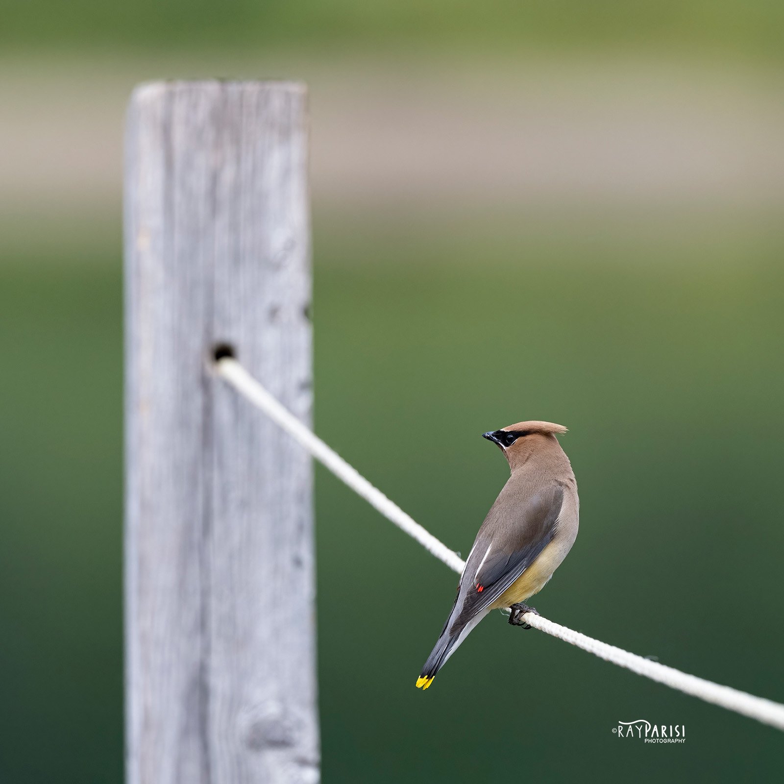 C Waxwing 01 8-19-21 SQ W.jpg