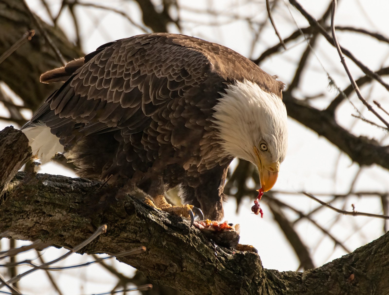 Eating in the trees 03 4-18-19 W.jpg
