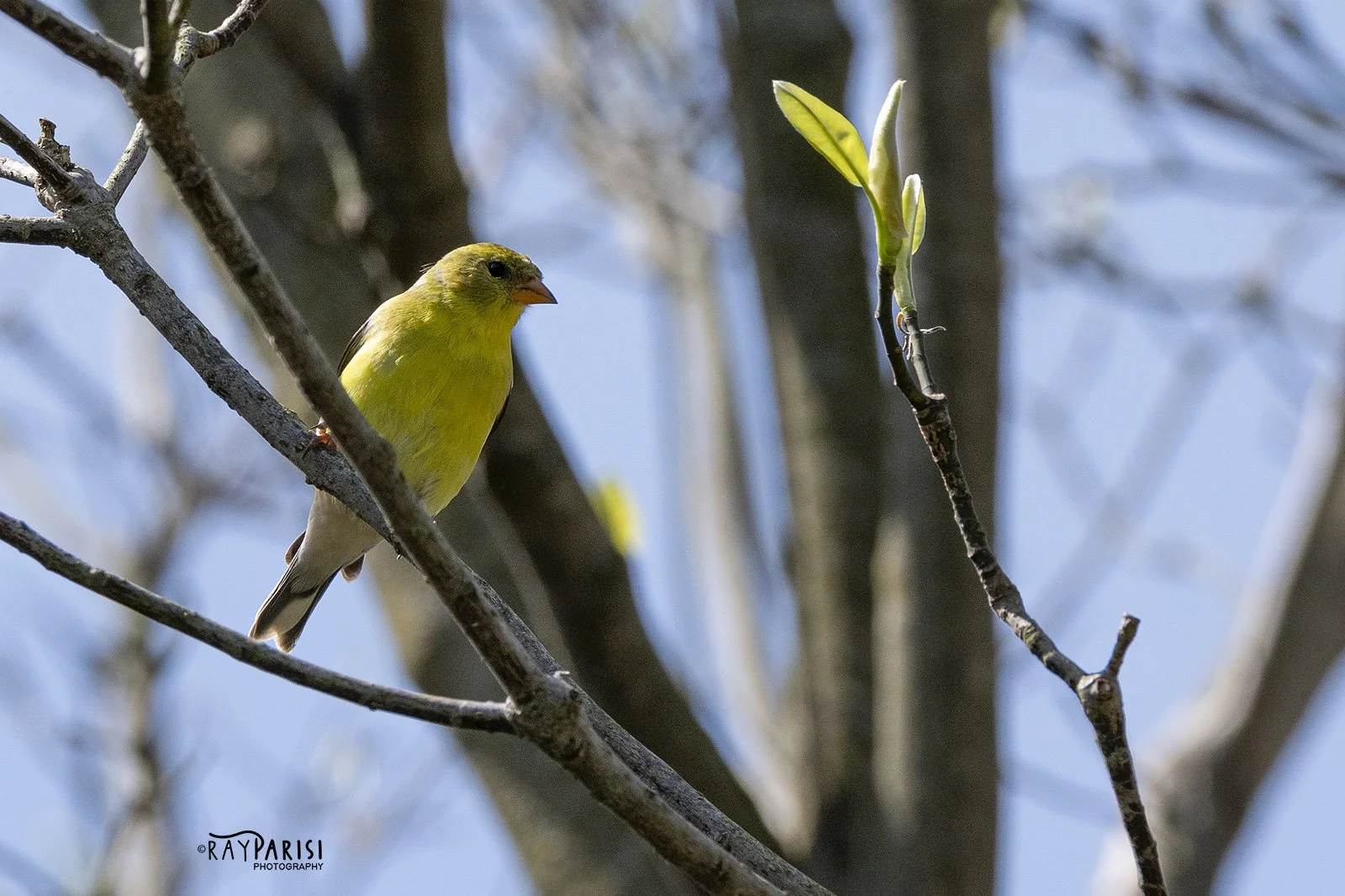 Goldfinch 03.jpg