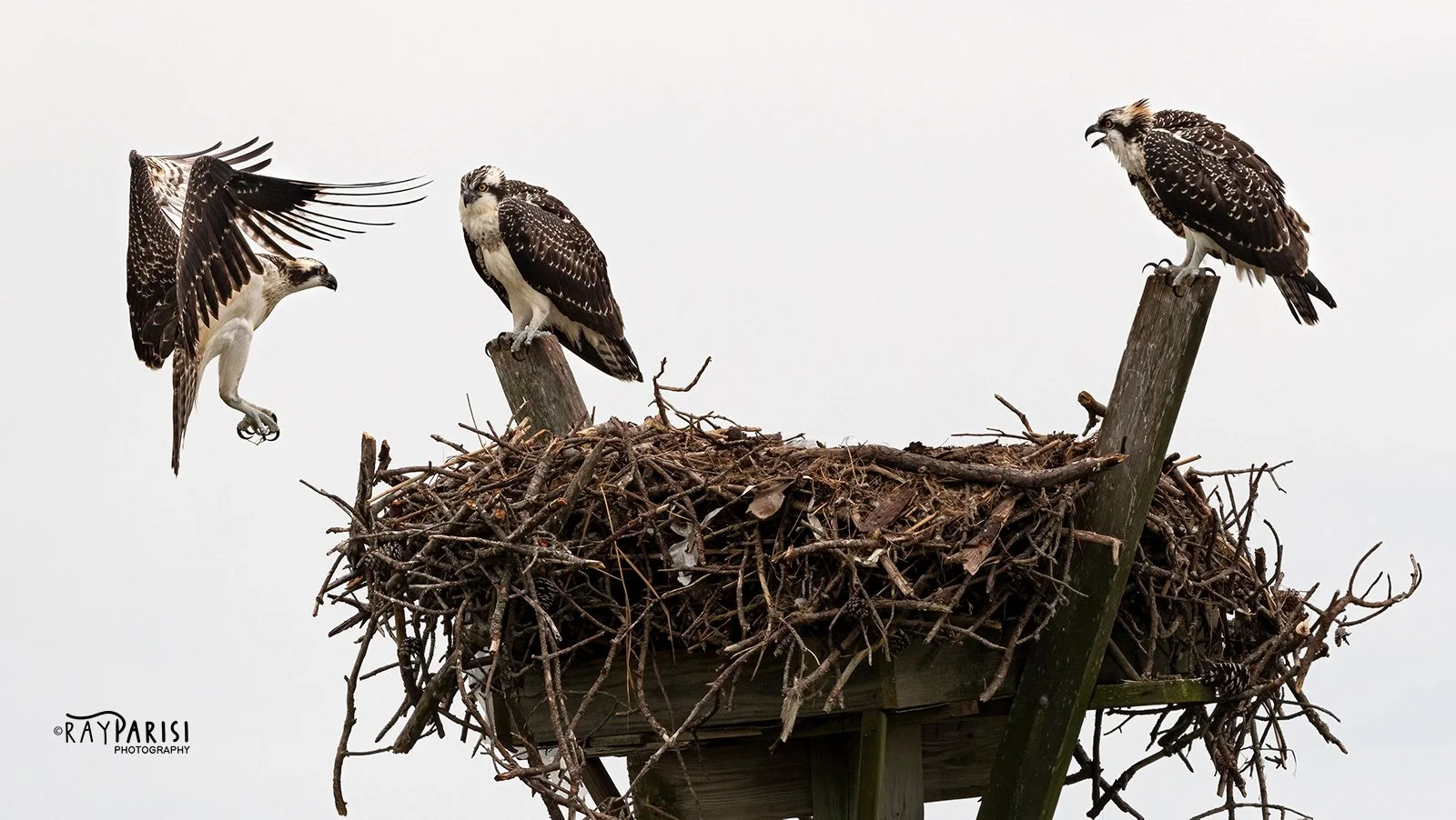 Three Fledglings in nest 04b 8-01-21 WL.jpg
